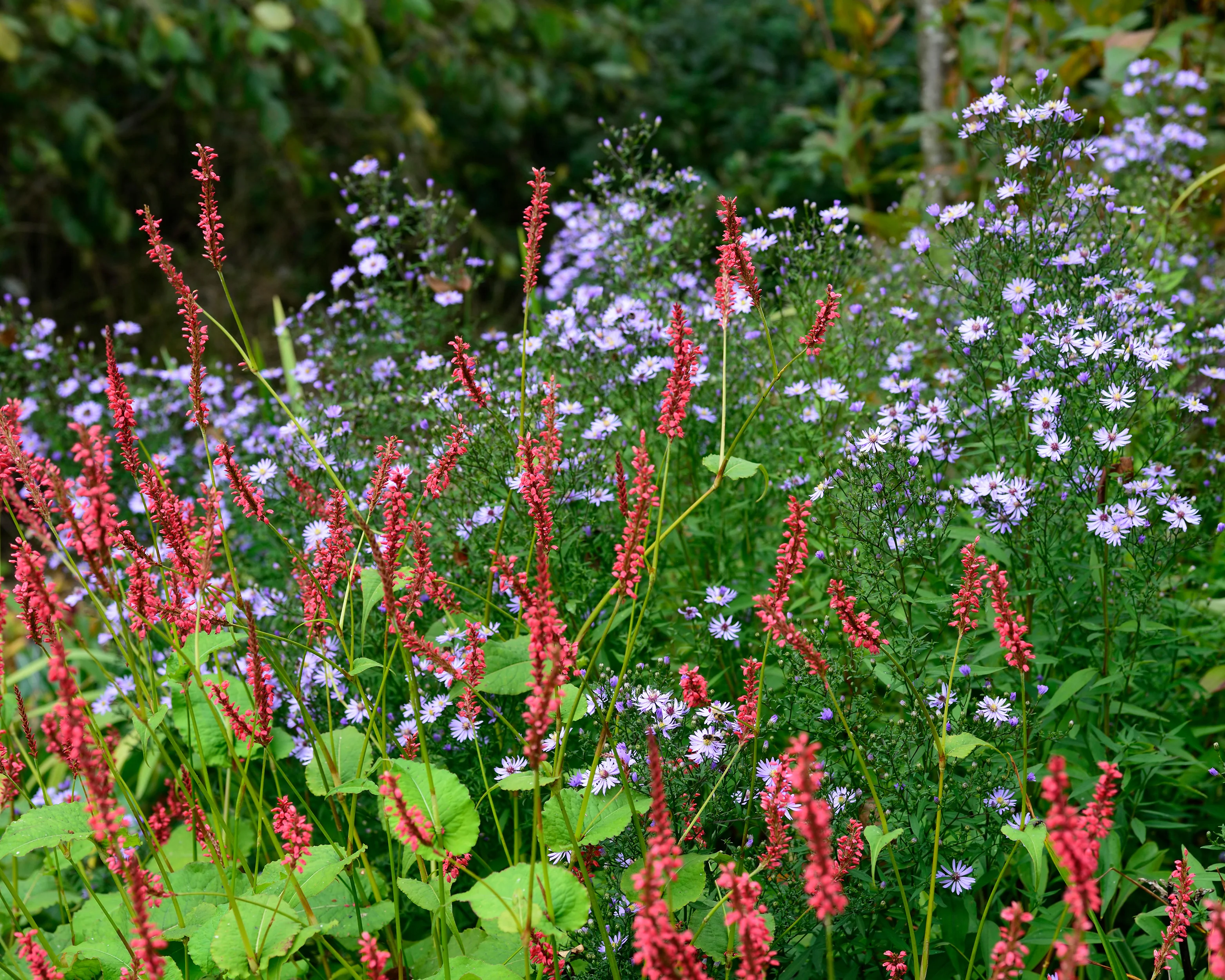 Persicaria 'Blackfield' - Image 7