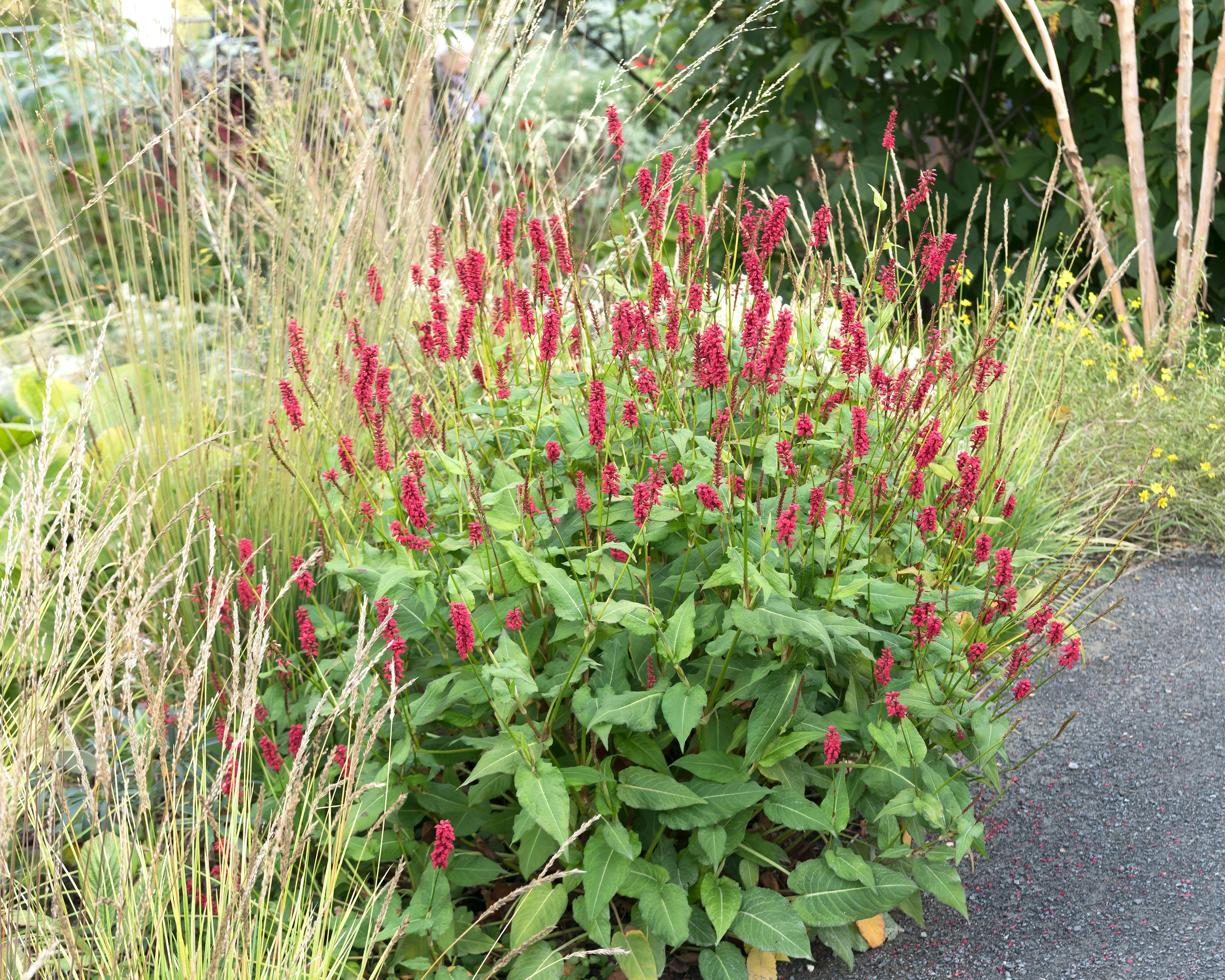 Persicaria 'Blackfield' - Image 8