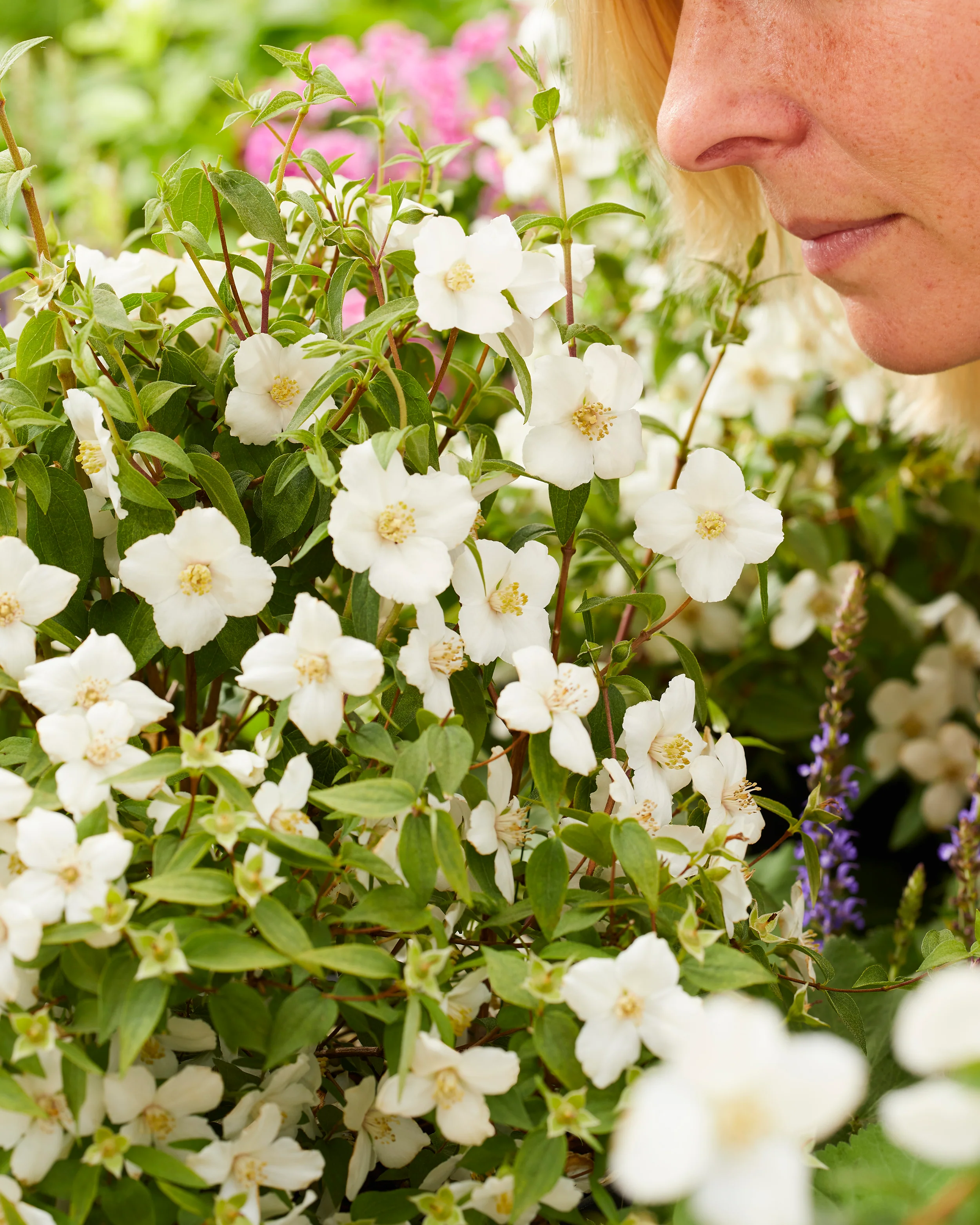 Philadelphus 'Petite Perfume White' - Image 3