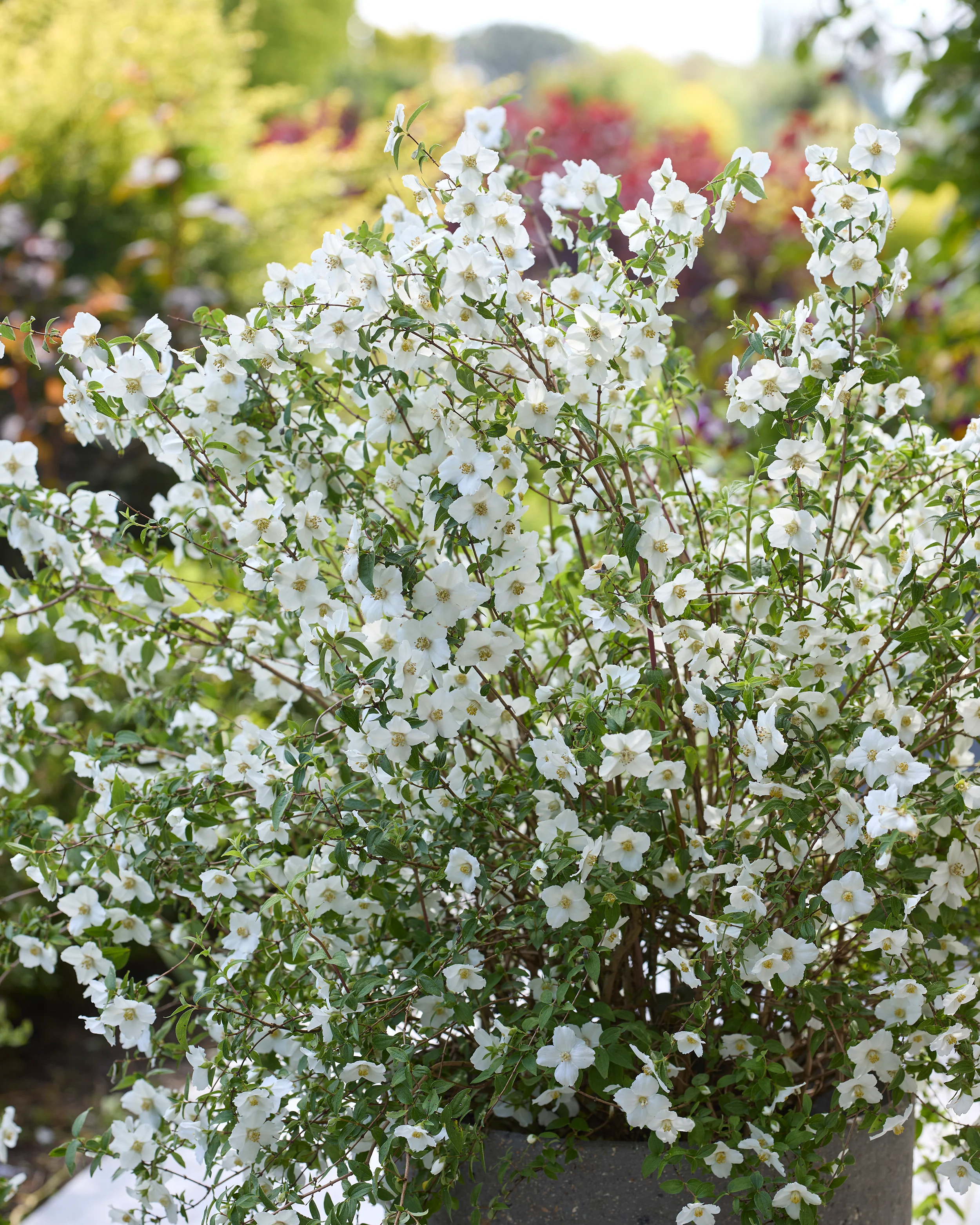 Philadelphus 'Petite Perfume White' - Image 5