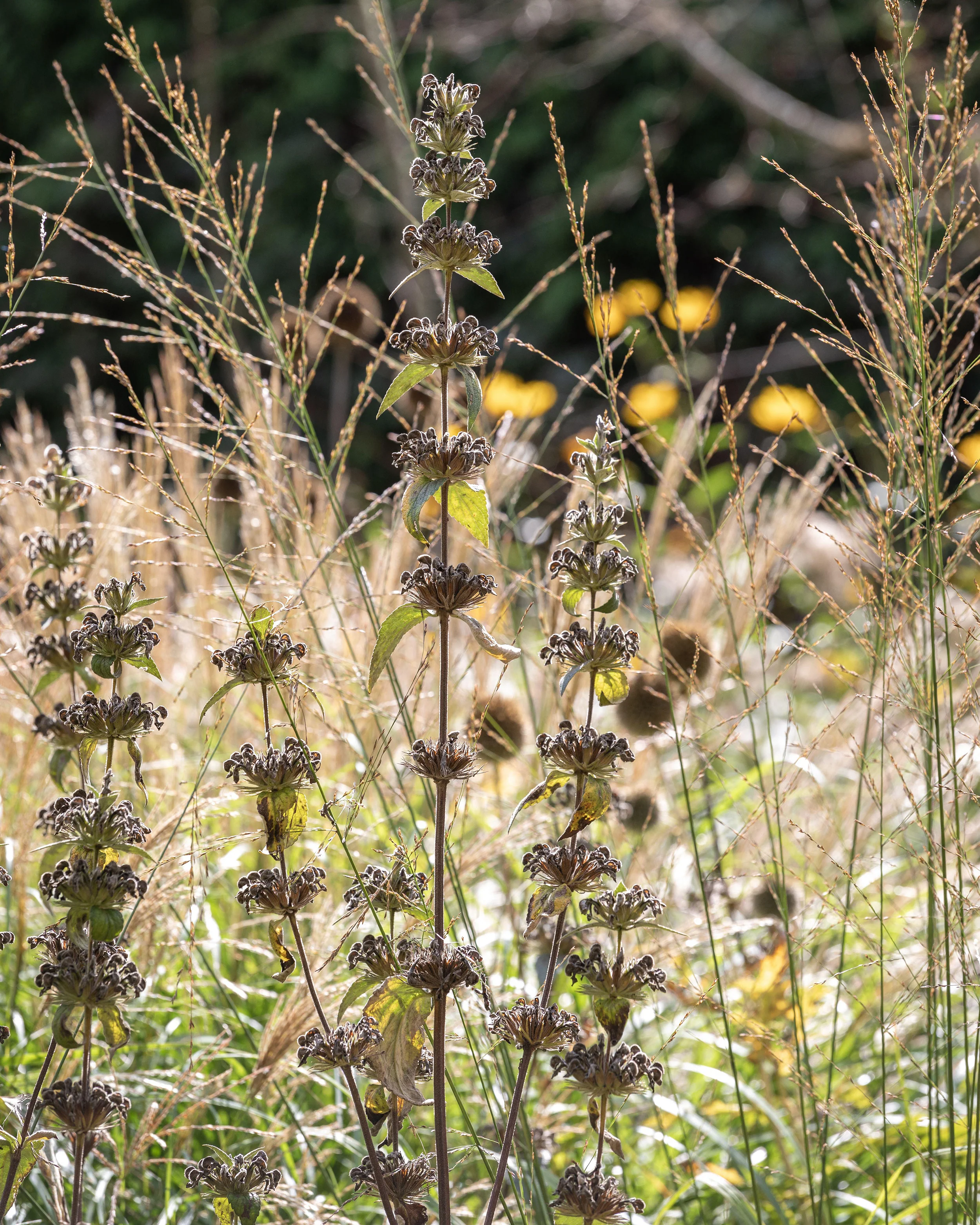 Phlomis 'Amazone' - Image 4