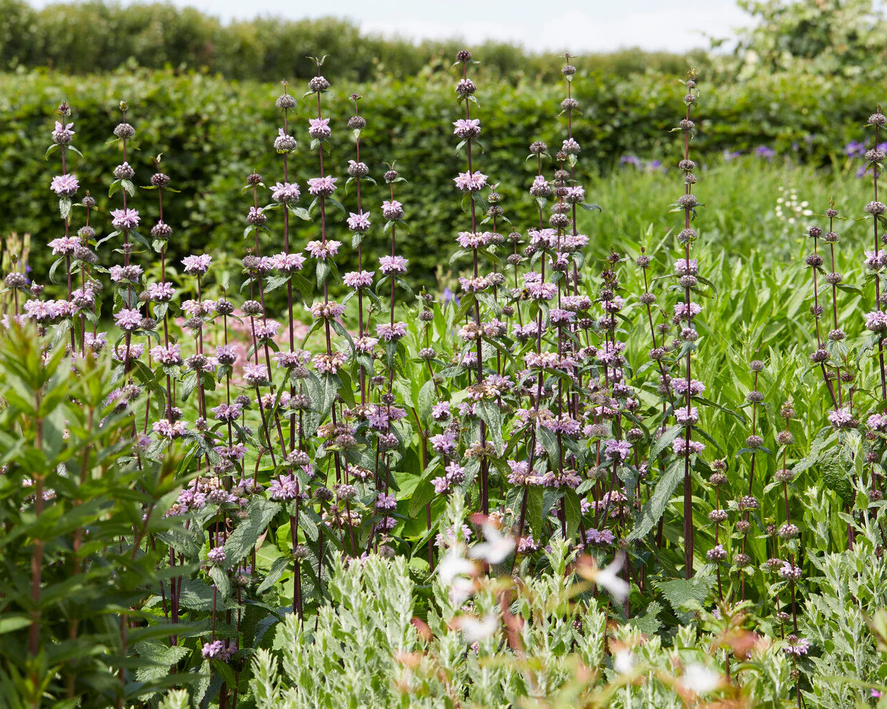 Phlomis 'Prima Donna' - Image 5