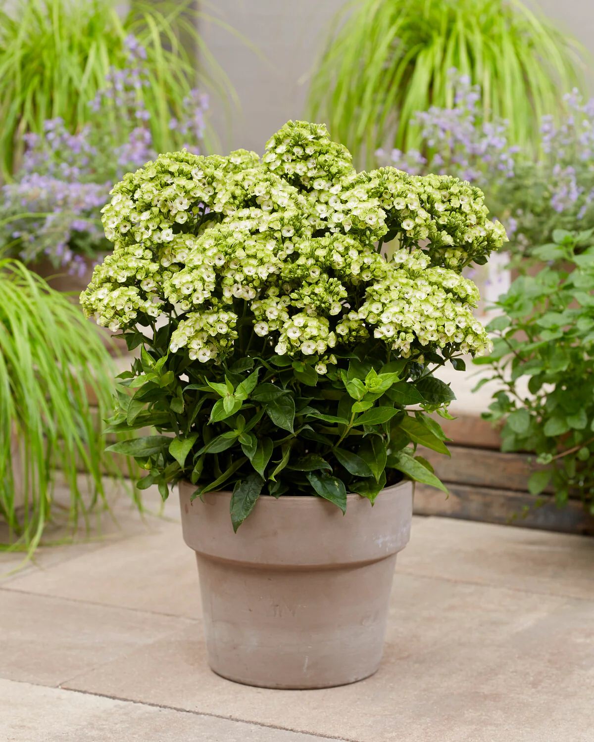 Phlox 'Orchid Green' - Image 2