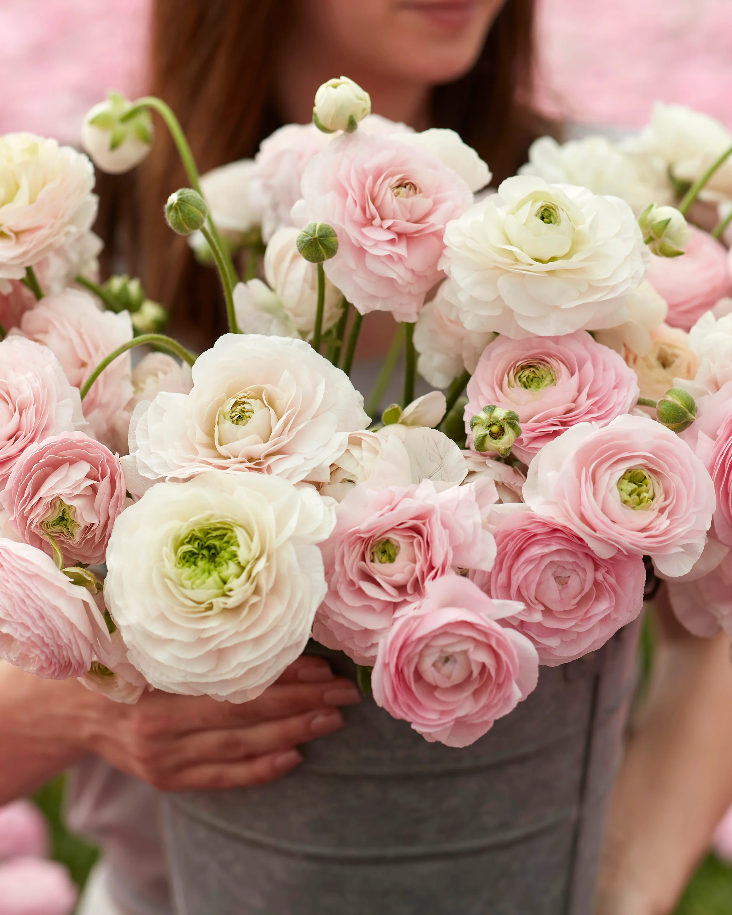 Ranunculus 'Amandine Chamallow'