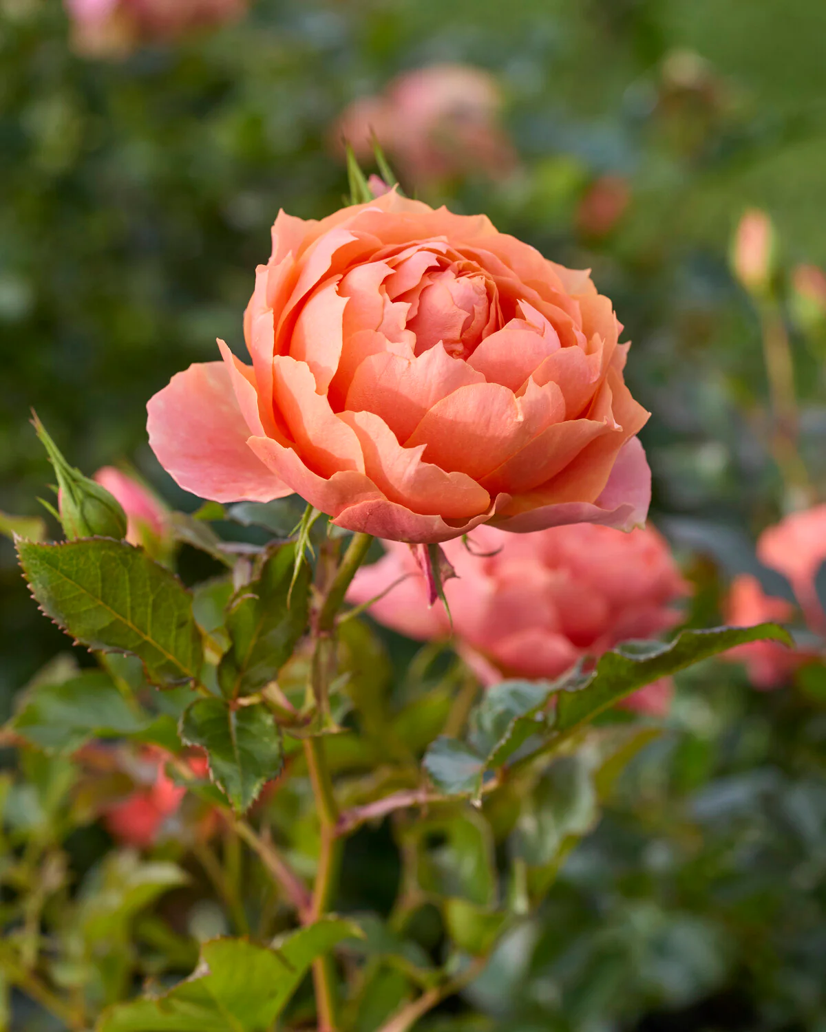 Rosa 'Isn't She Beautiful' - Image 5