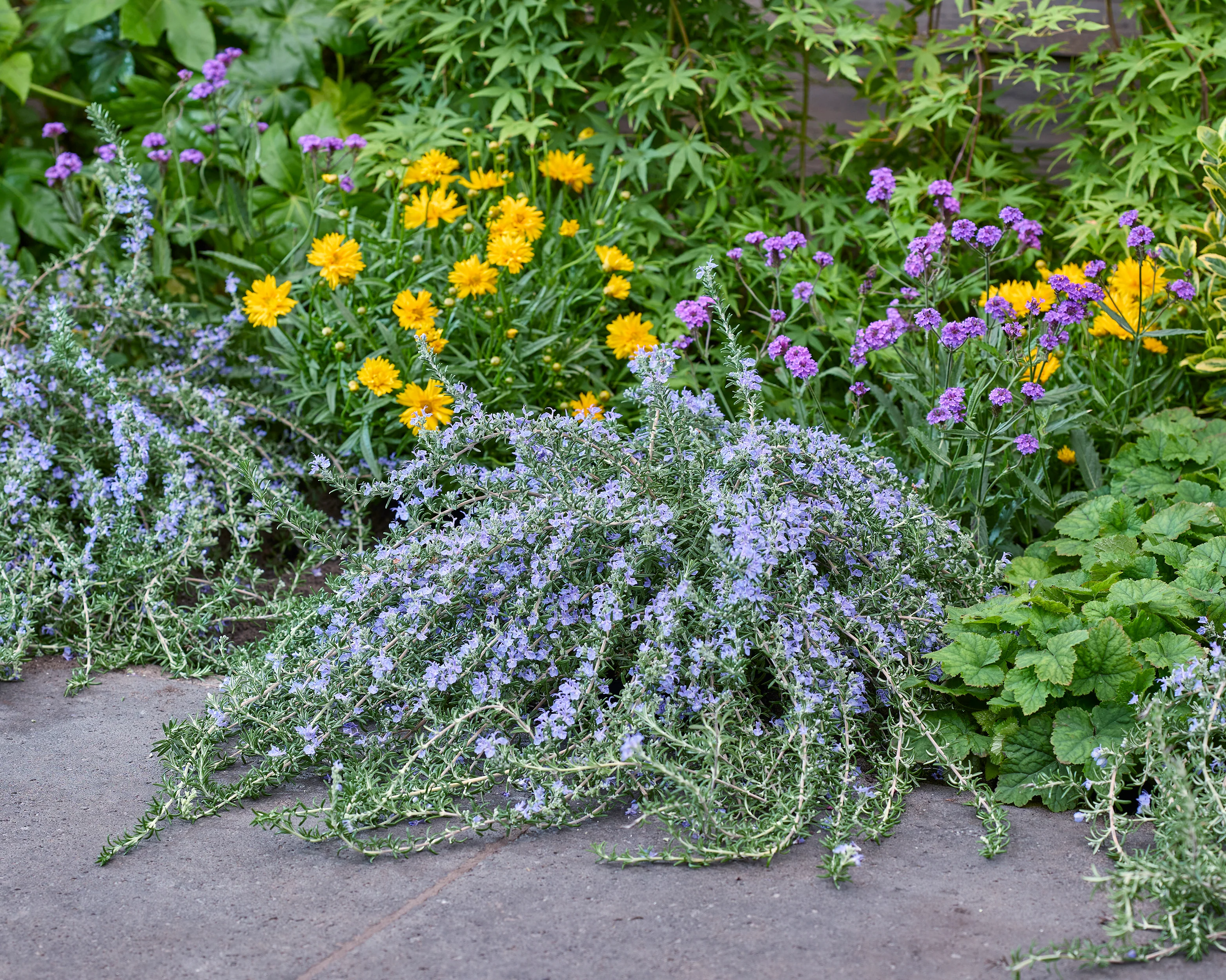 Rosmarinus 'Blue Cascade' - Image 4