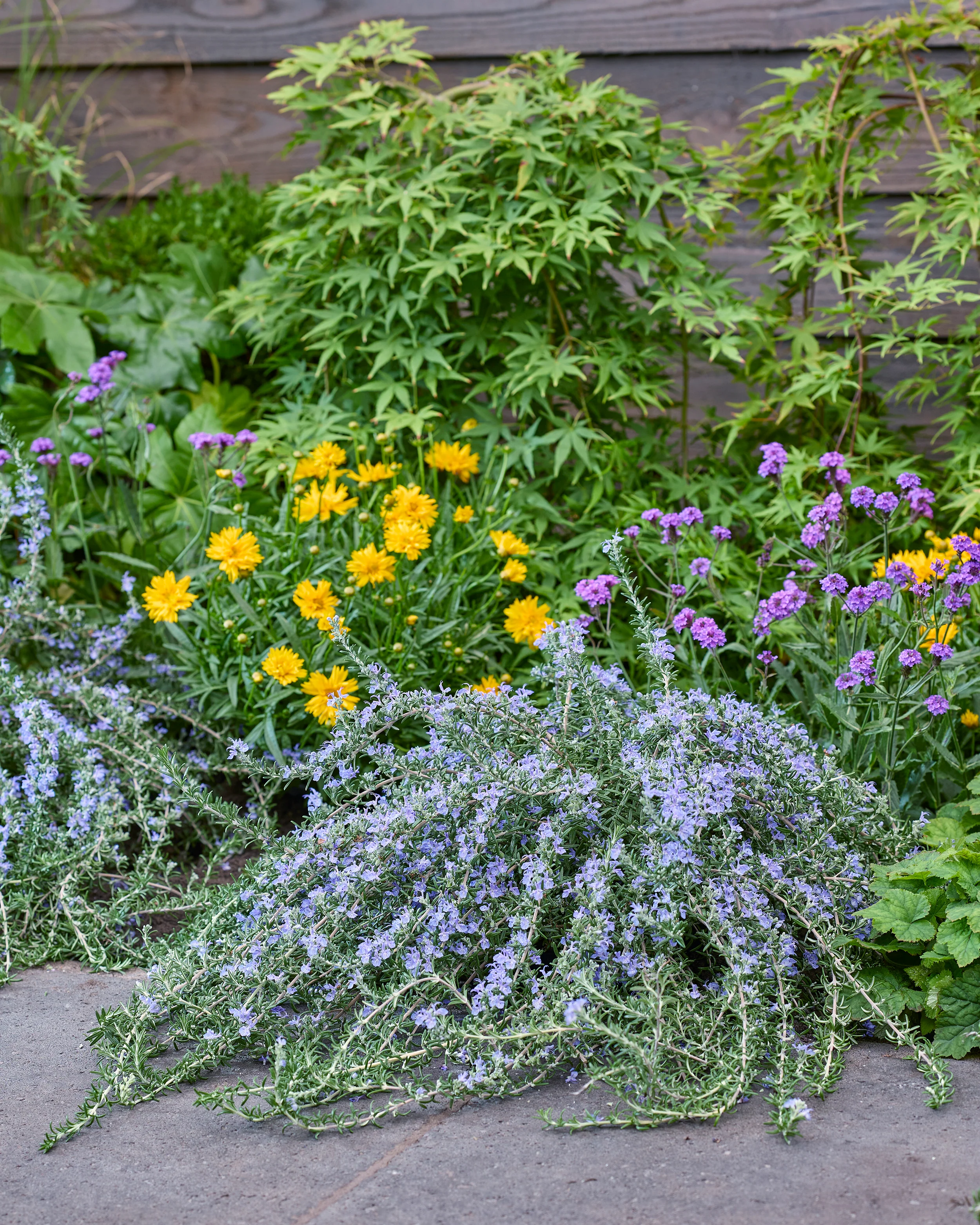 Rosmarinus 'Blue Cascade' - Image 9