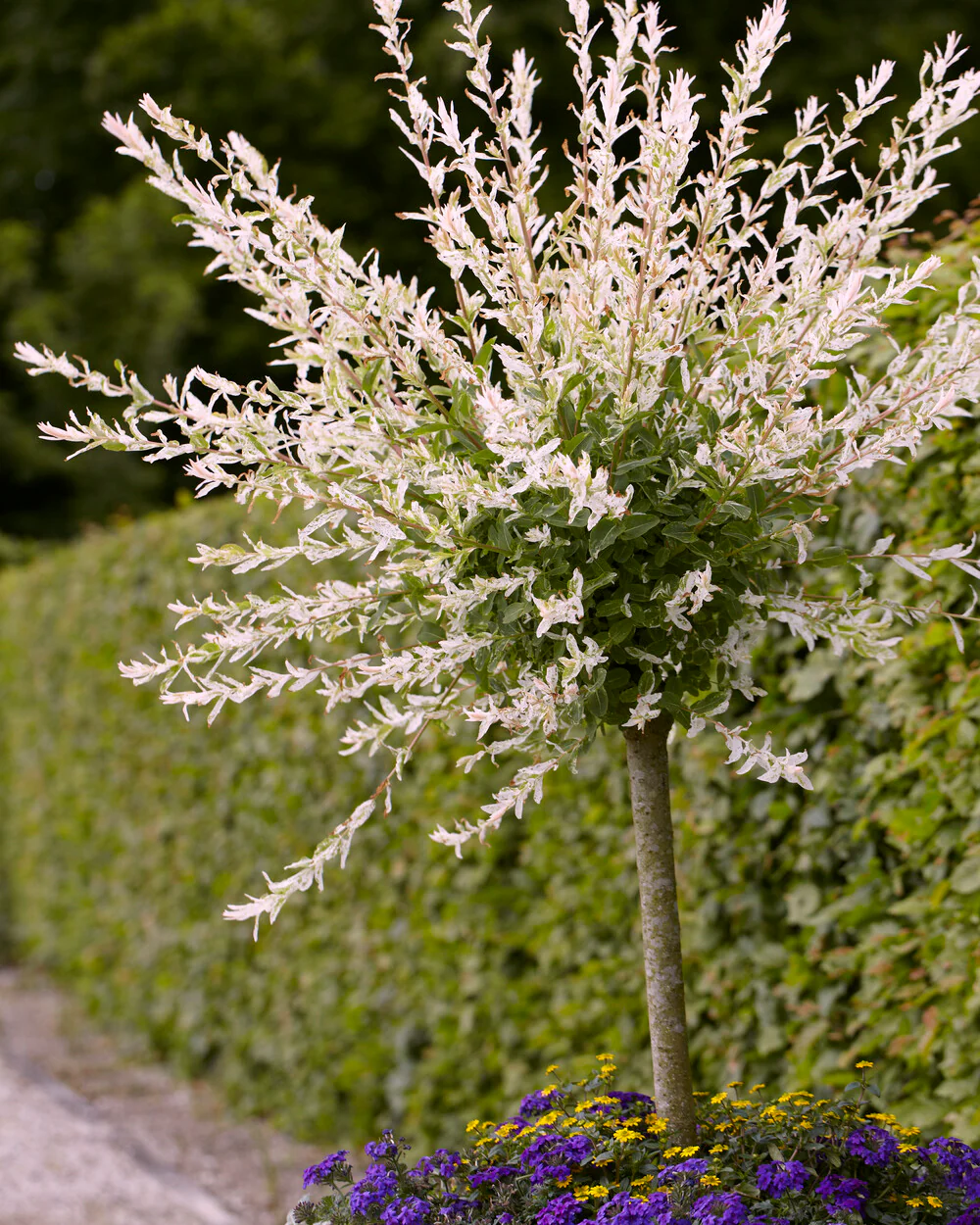 Salix 'Hakuro-nishiki' - Image 3