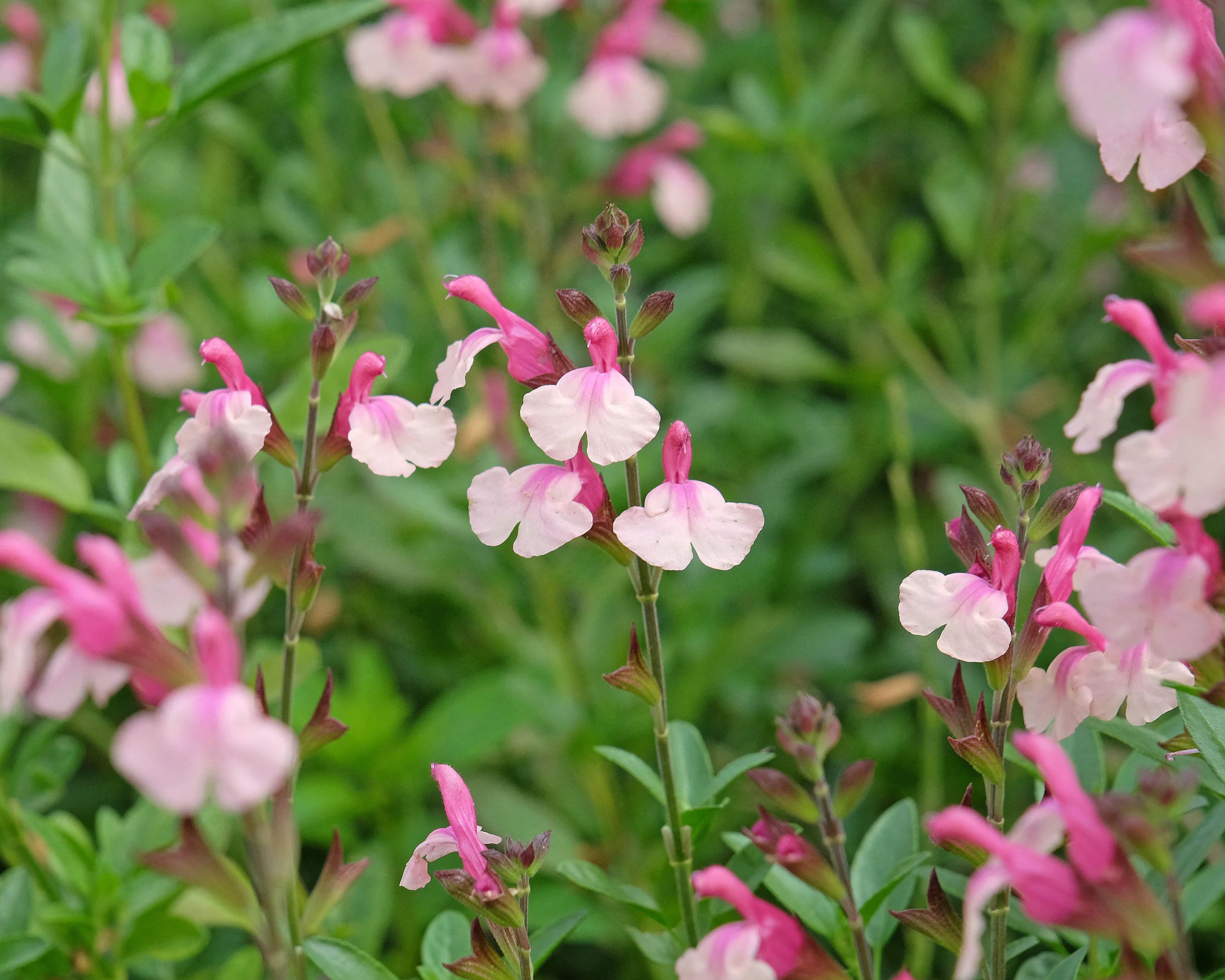 Salvia 'Delice Gold and Wine' - Image 2