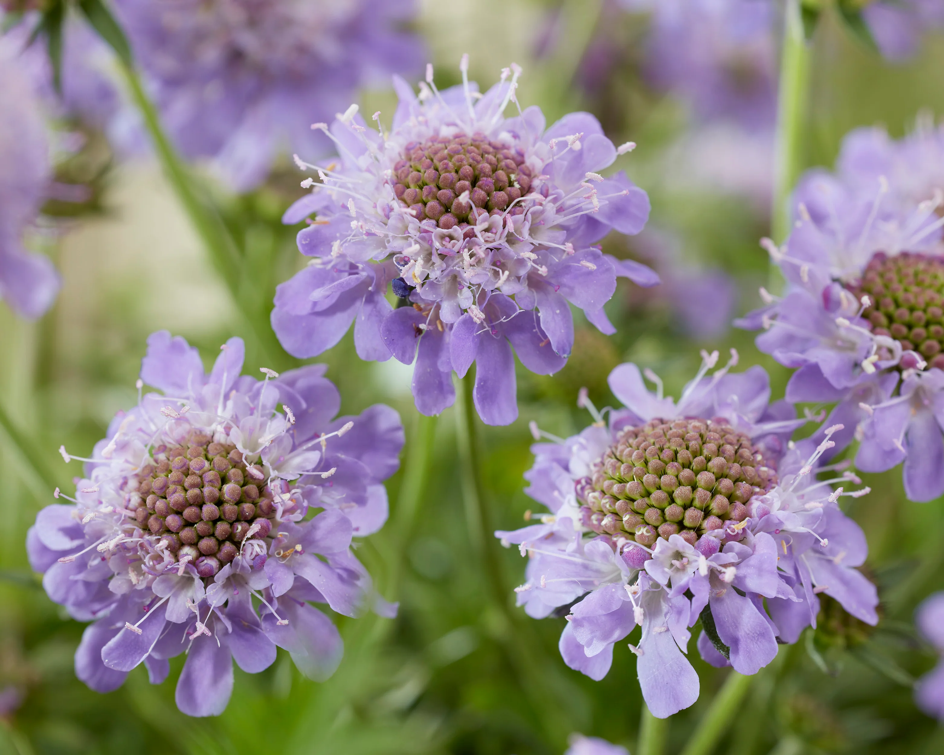Scabiosa 'Blue Eyes' - Image 3