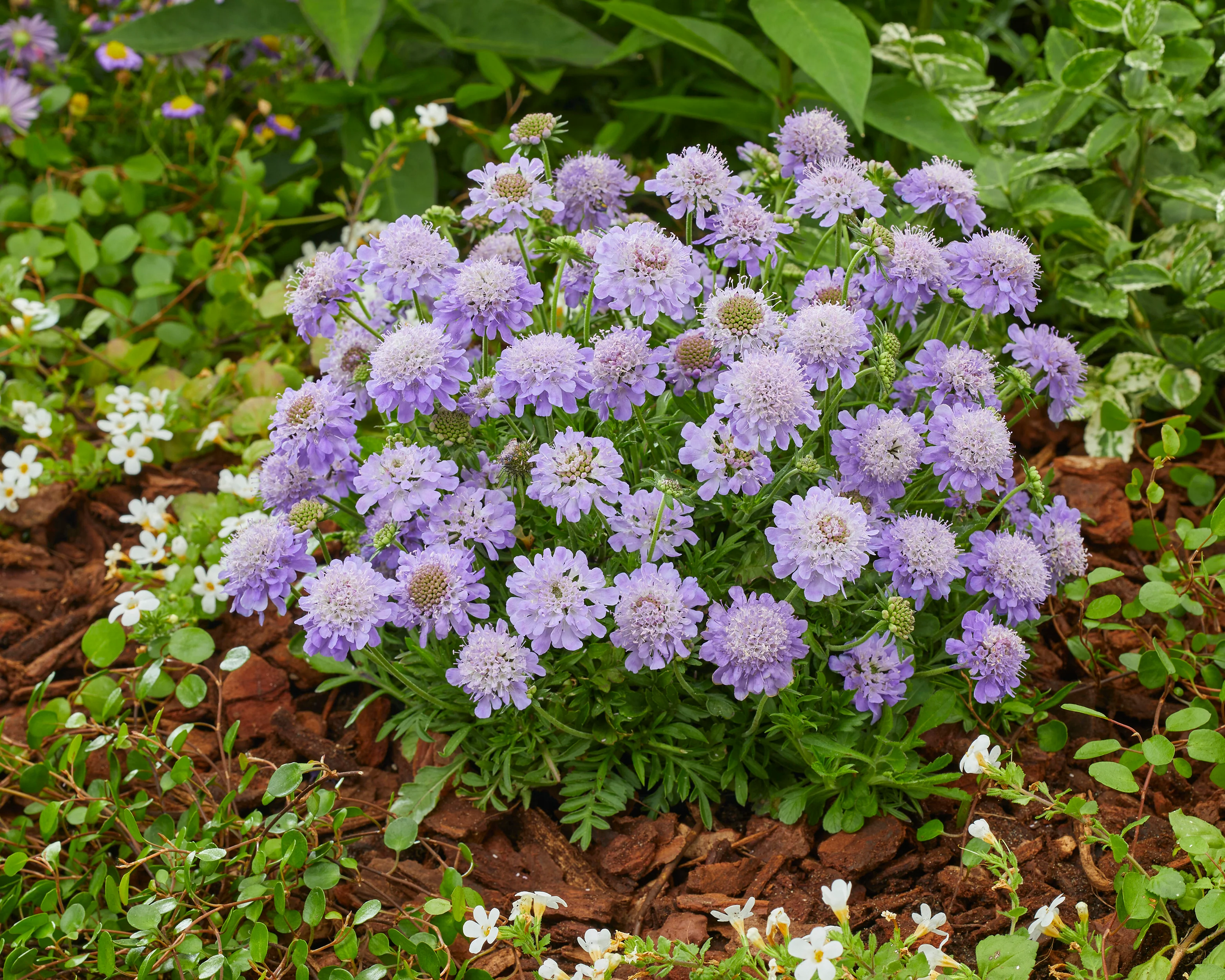 Scabiosa 'Blue Eyes' - Image 7