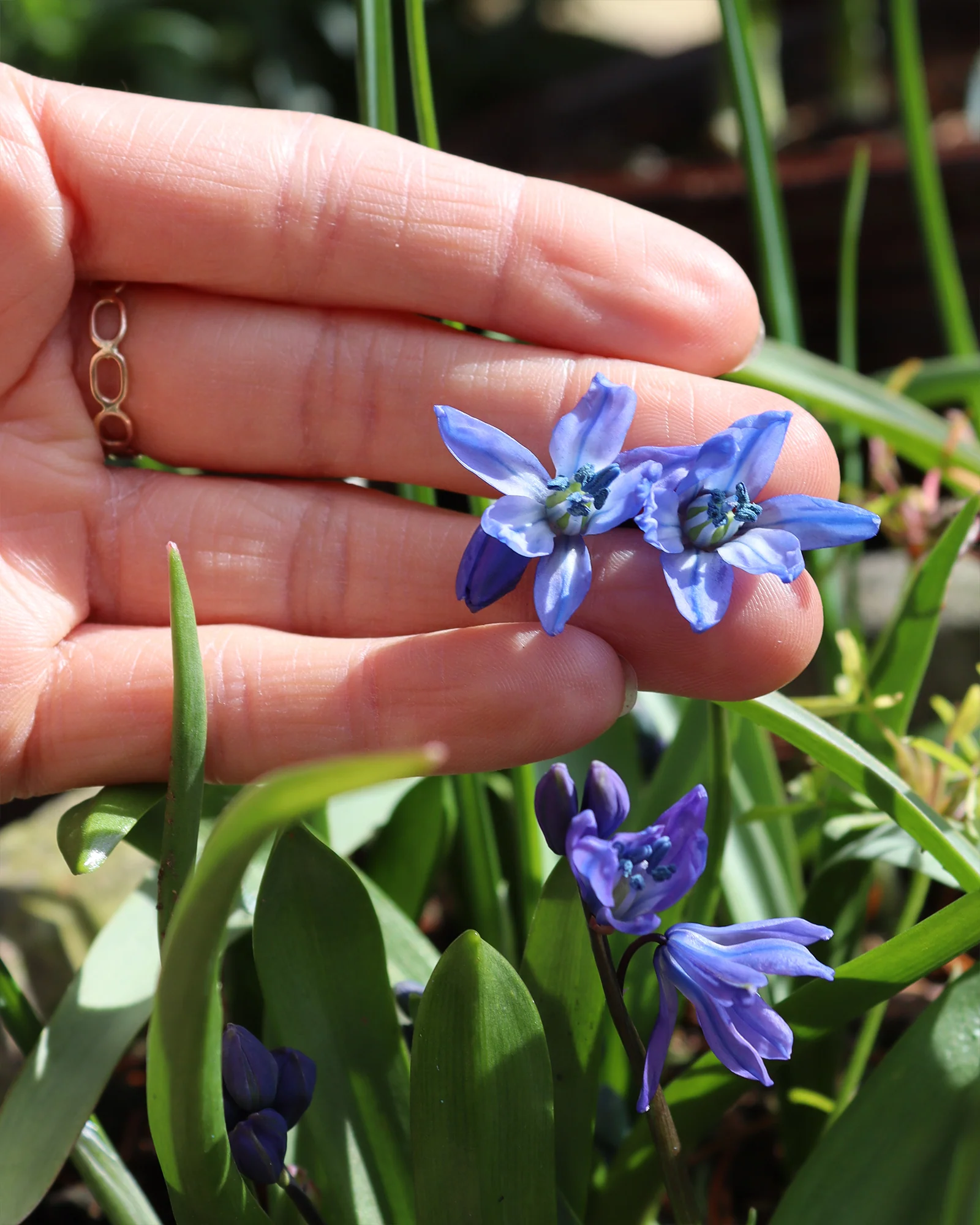 Scilla siberica - Image 2