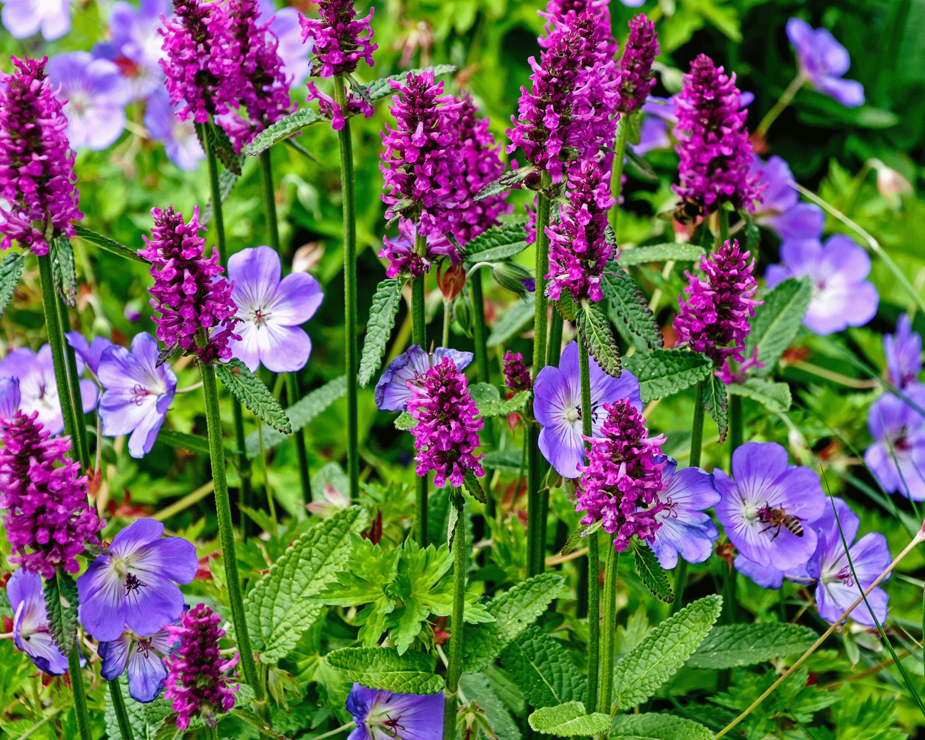 Stachys 'Hummelo' - Image 2