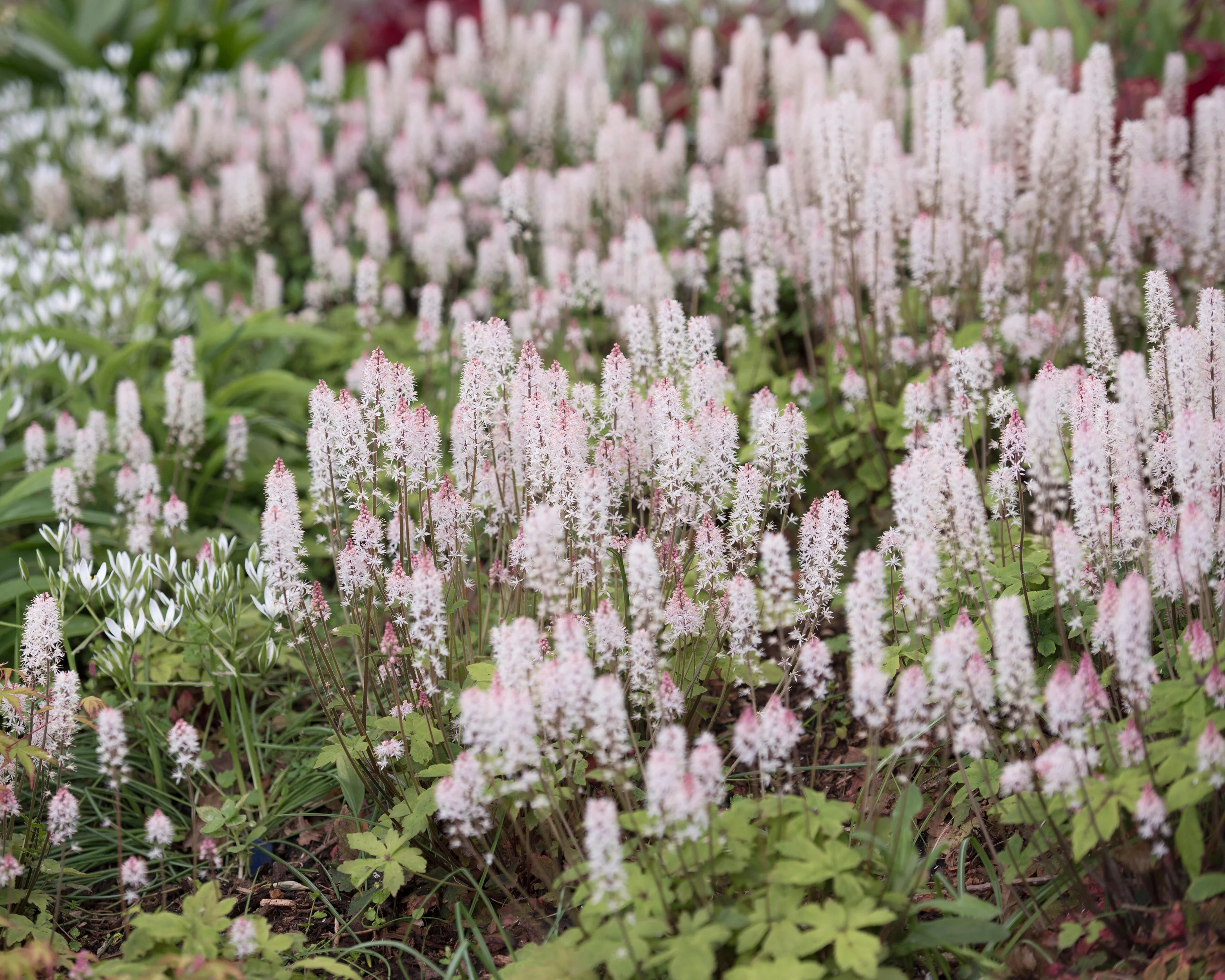 Tiarella 'Spring Symphony' - Image 3