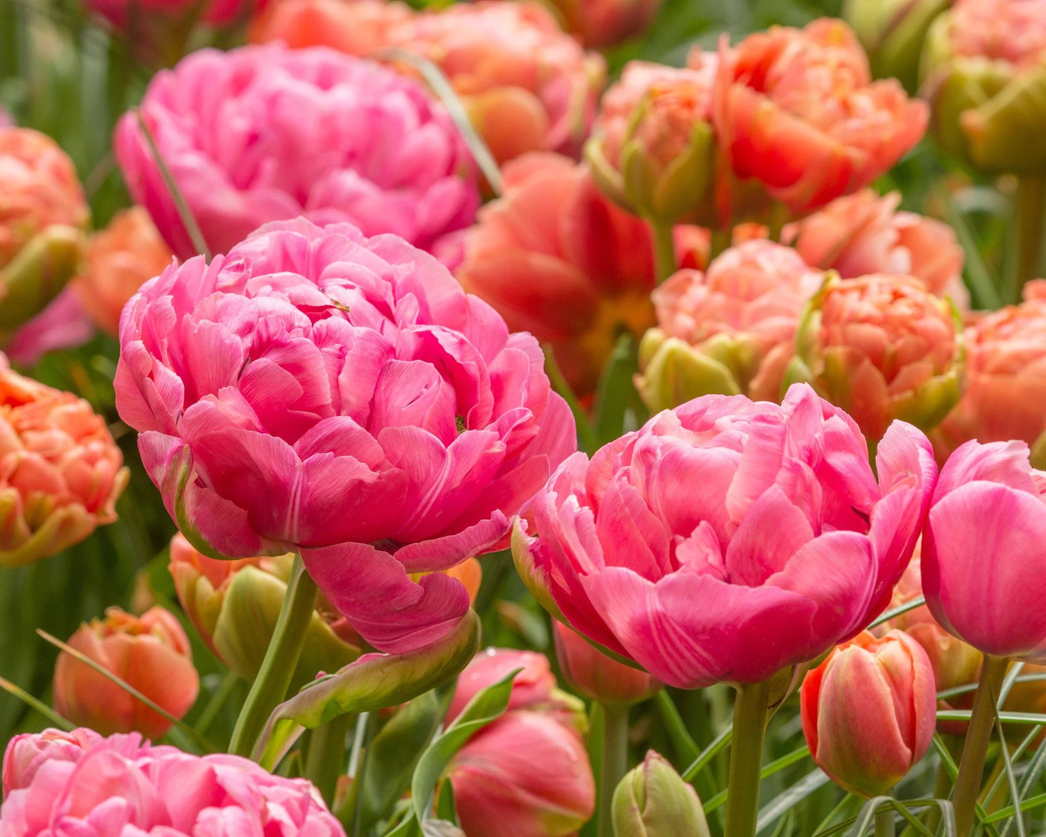 Tulip 'Amazing Grace' - Image 2