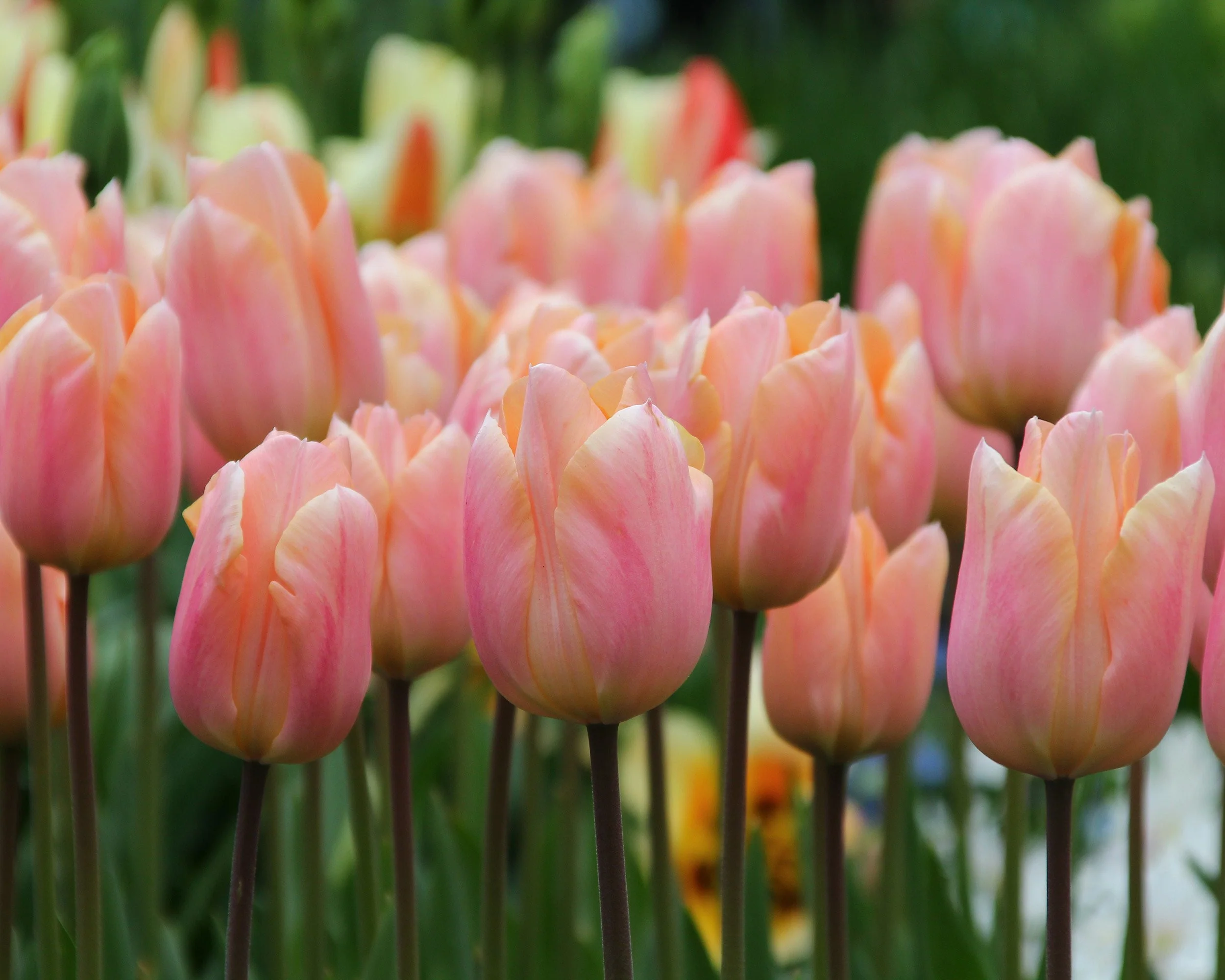 Tulip 'Apricot Beauty' - Image 2