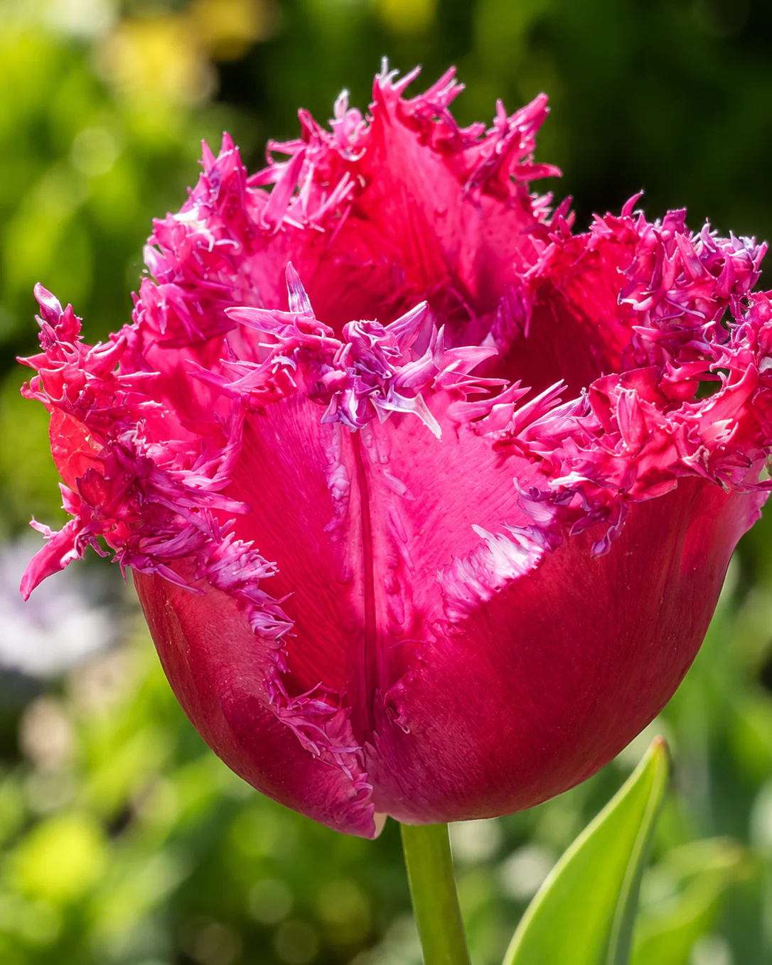 Tulip 'Blushing Fire' - Image 3