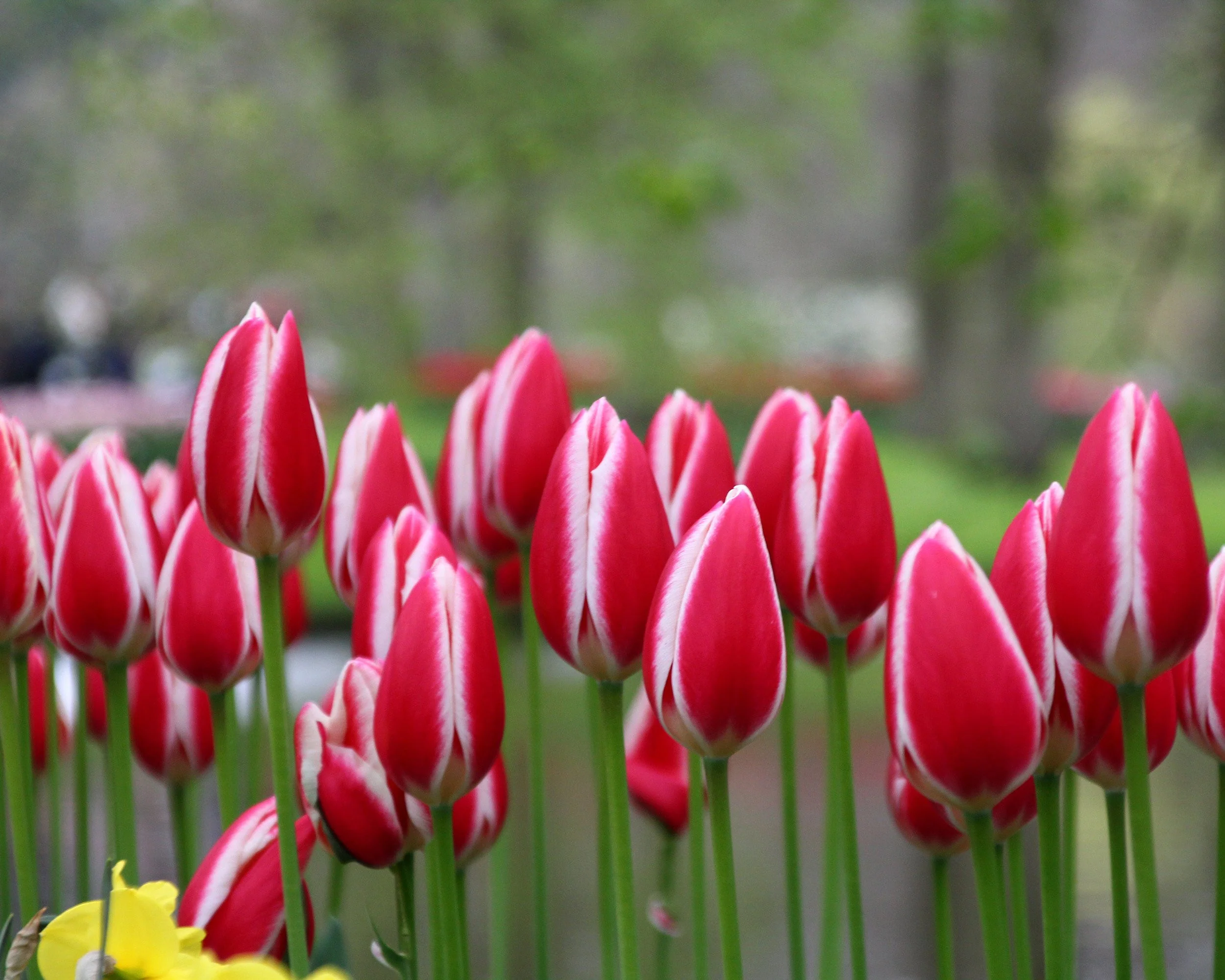 Tulip 'Candy Apple Delight' - Image 2