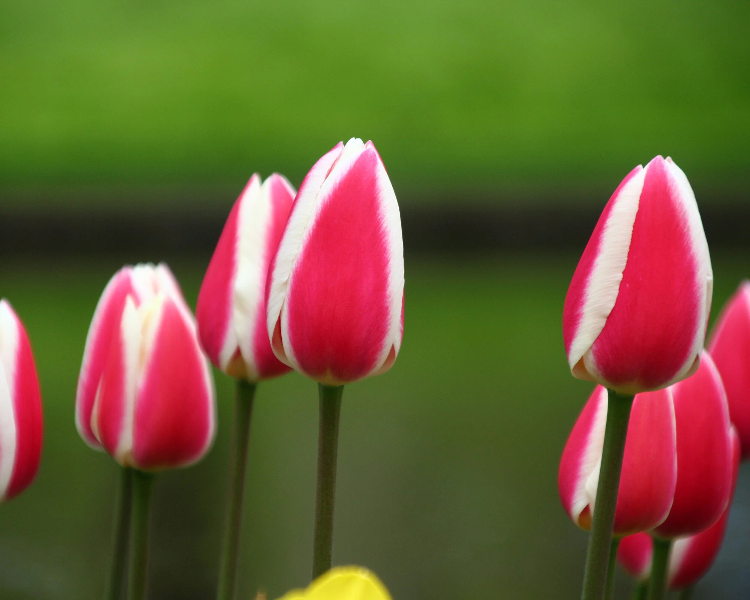 Tulip 'Candy Apple Delight' - Image 5