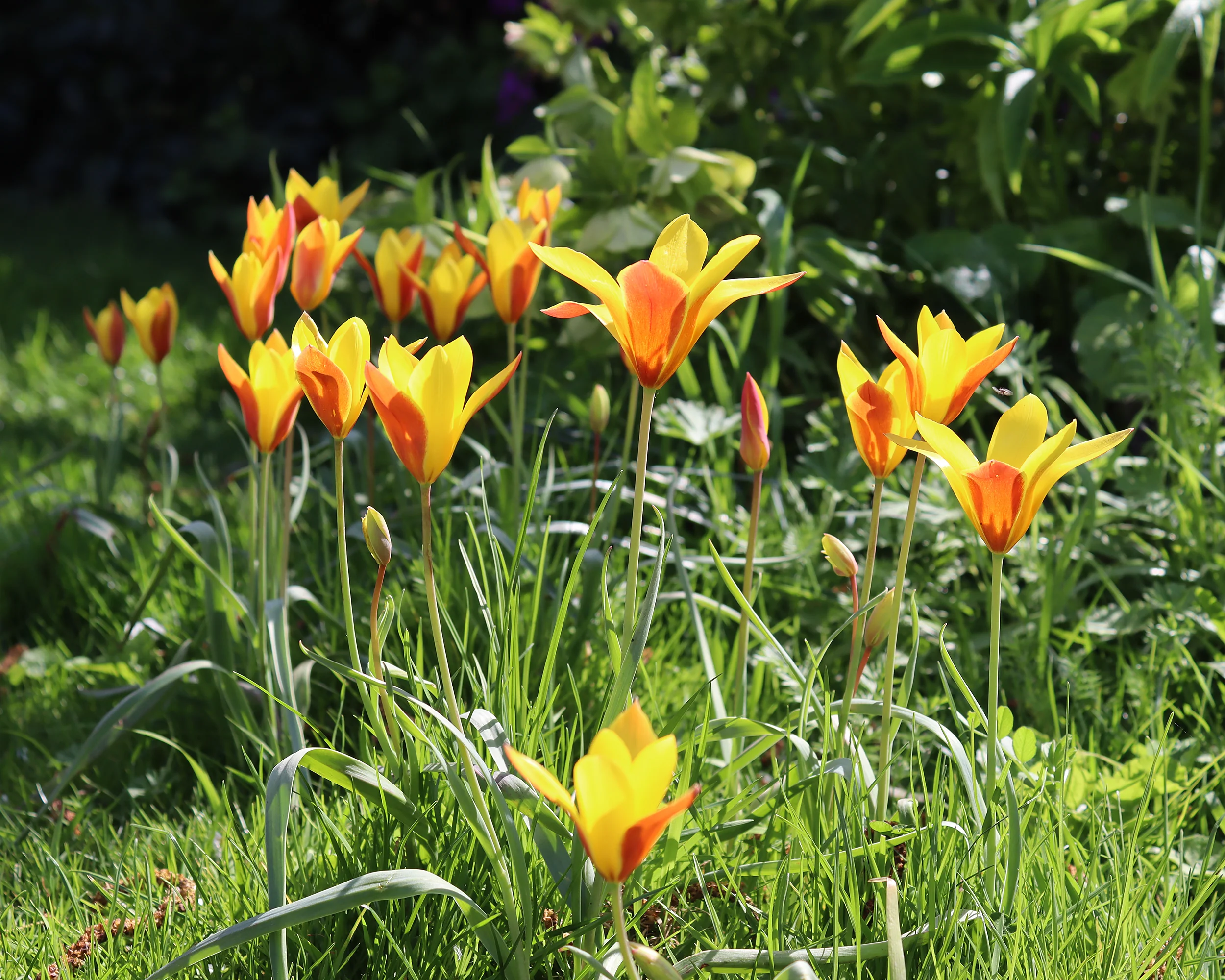 Tulip clusiana var. chrysantha - Image 2