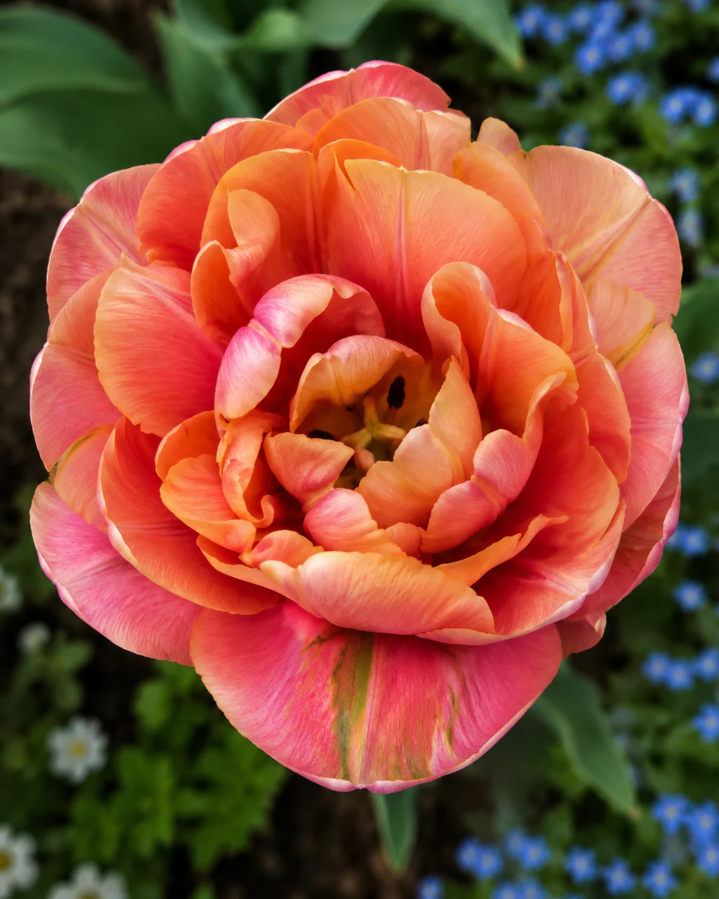 Tulip 'Cocoa Blush' - Image 6