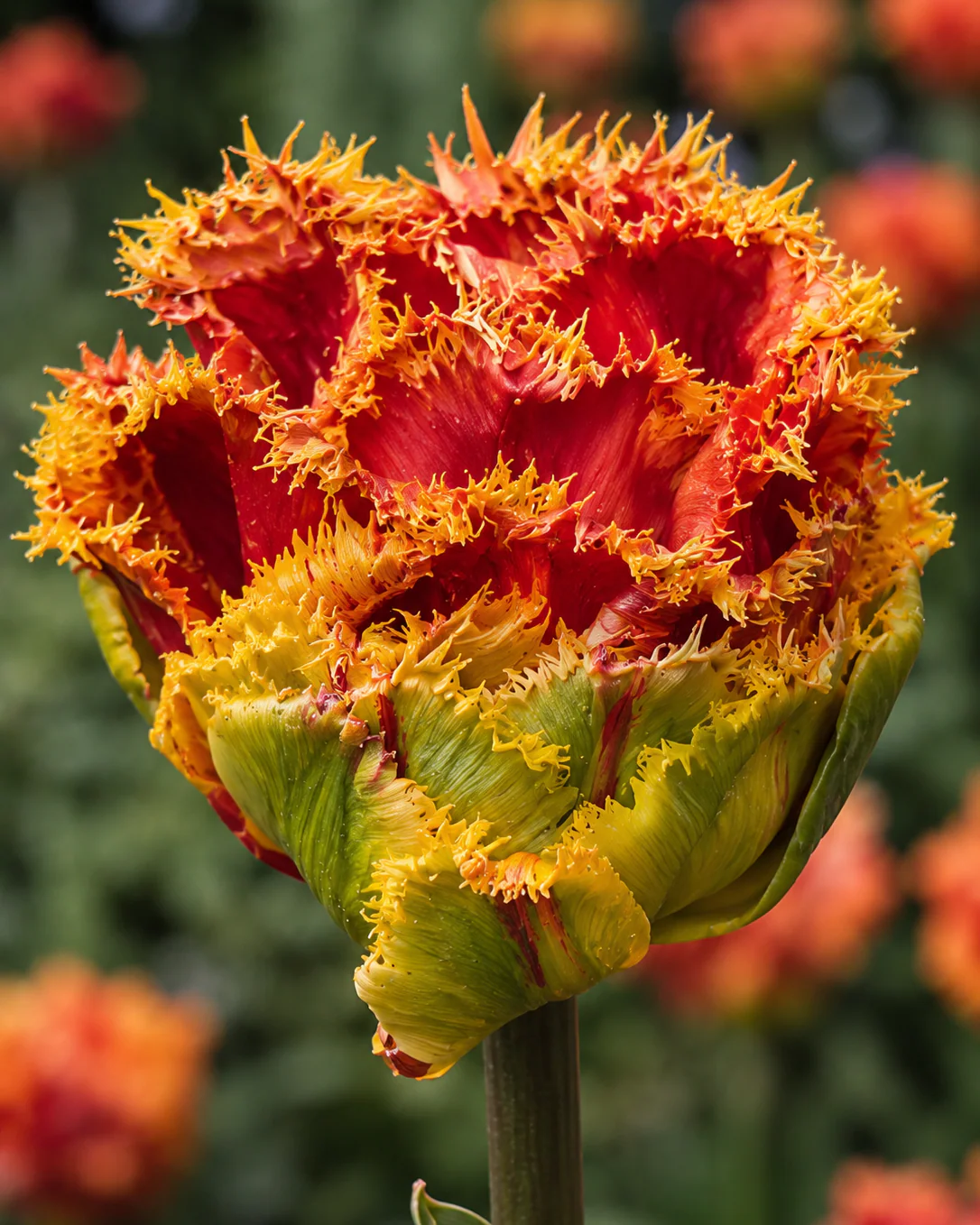 Tulip 'Copperfield' - Image 5