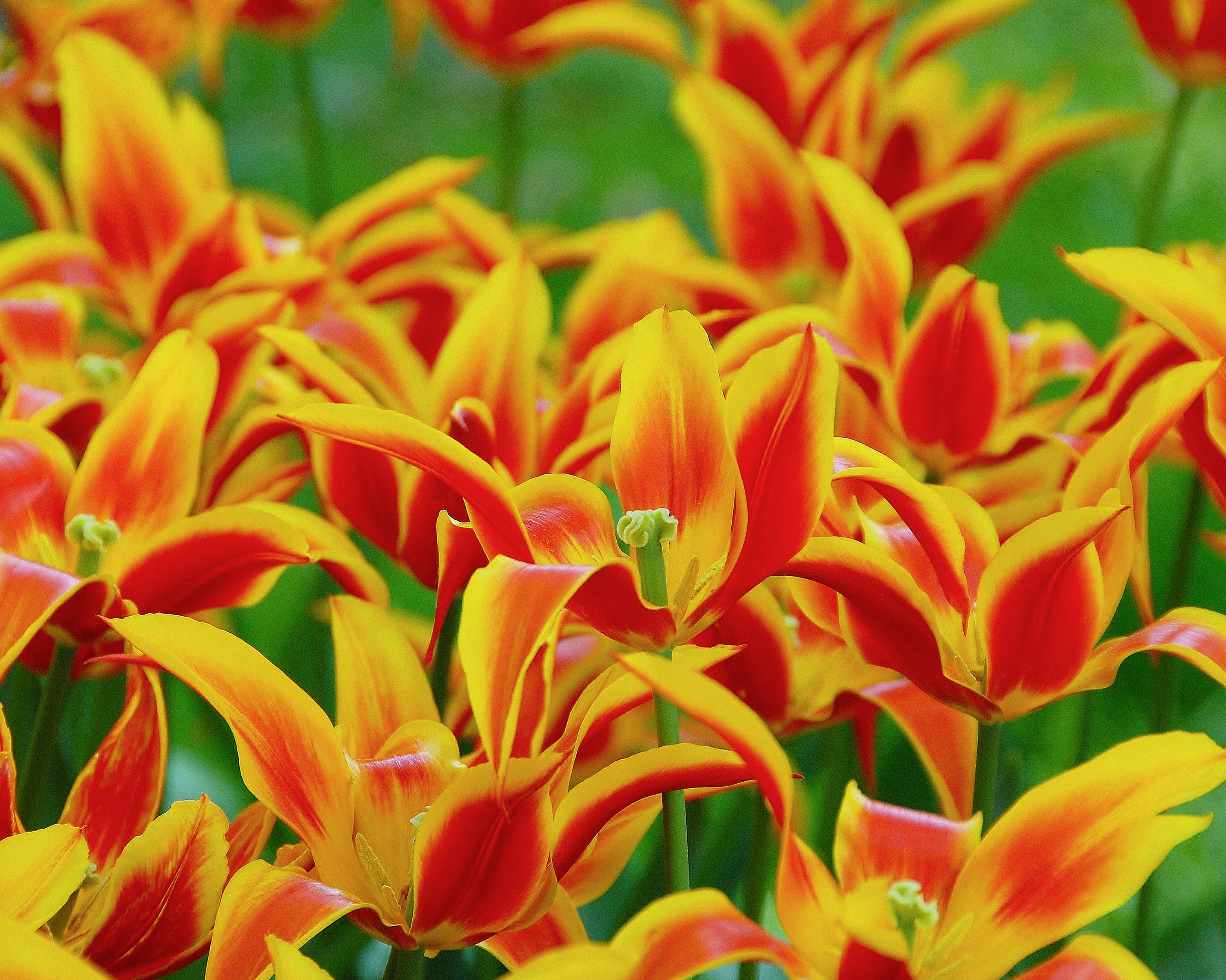 Tulip 'Fly Away' - Image 7