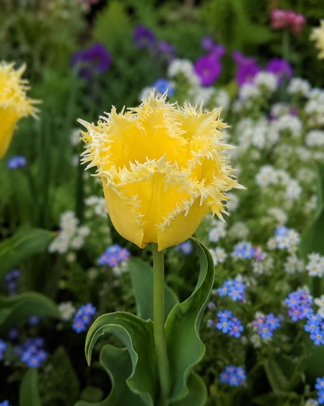 Tulip 'Fringed Lady' - Image 3