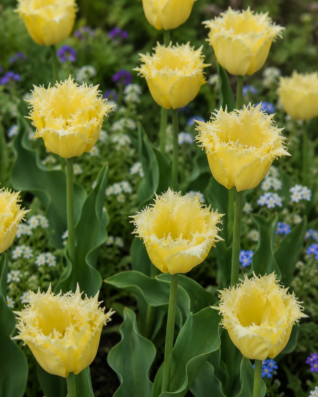 Tulip 'Fringed Lady' - Image 4