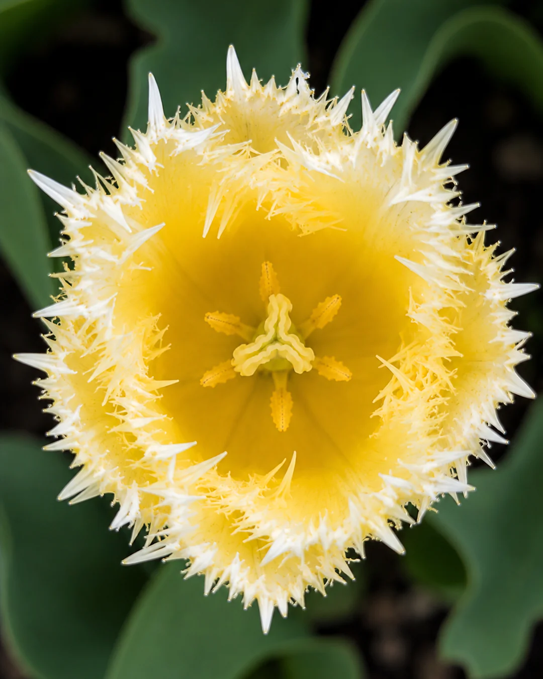 Tulip 'Fringed Lady' - Image 5
