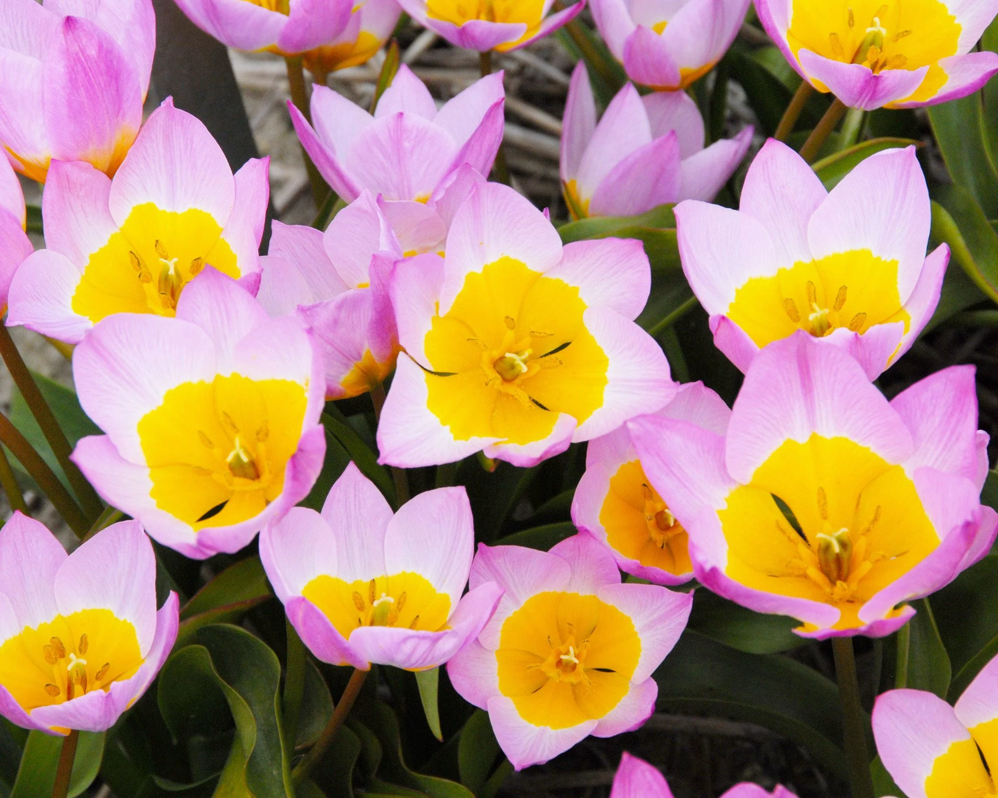 Tulip 'Lilac Wonder' - Image 7