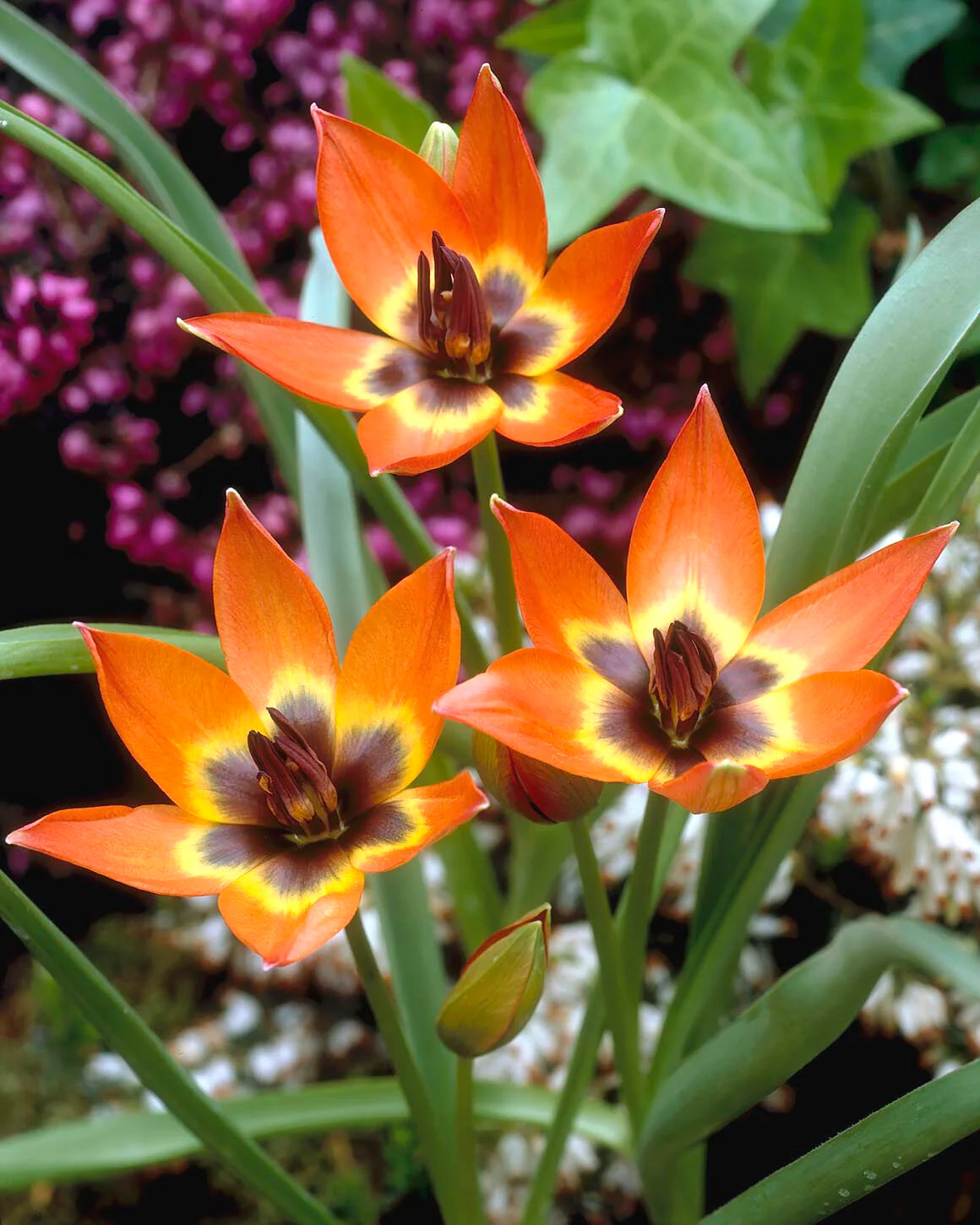 Tulip 'Little Princess'