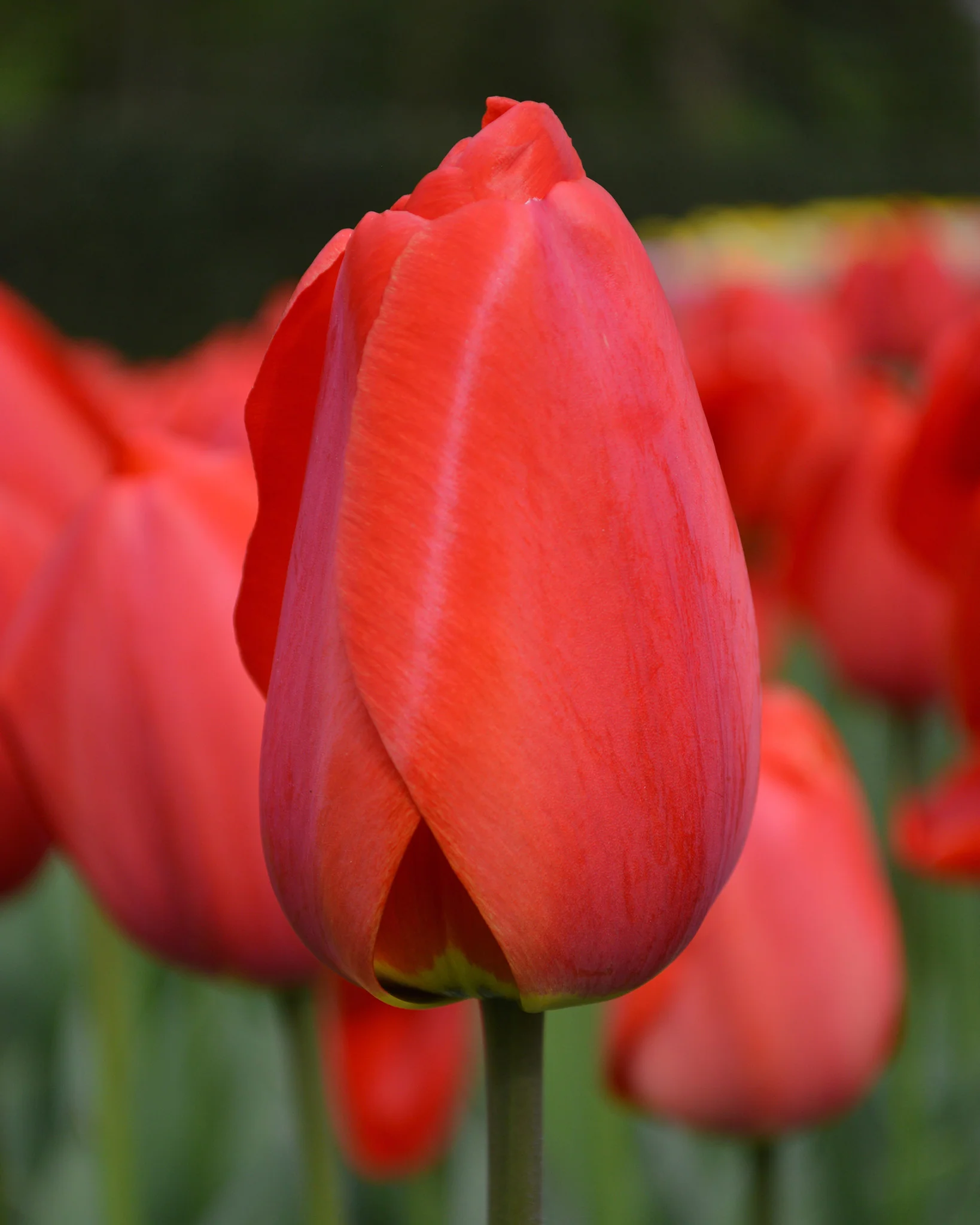 Tulip 'Parade'