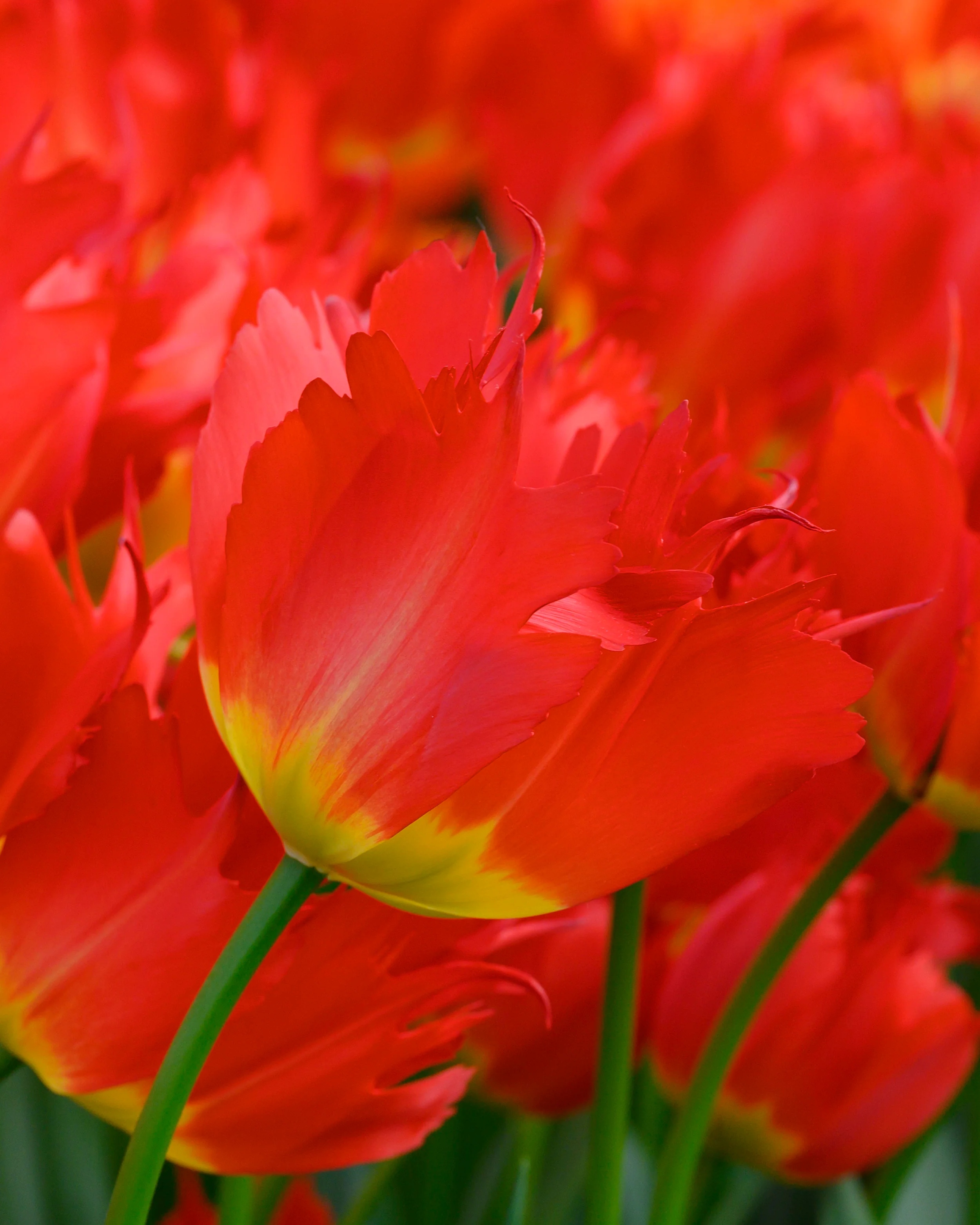 Tulip 'Robbedoes' - Image 2