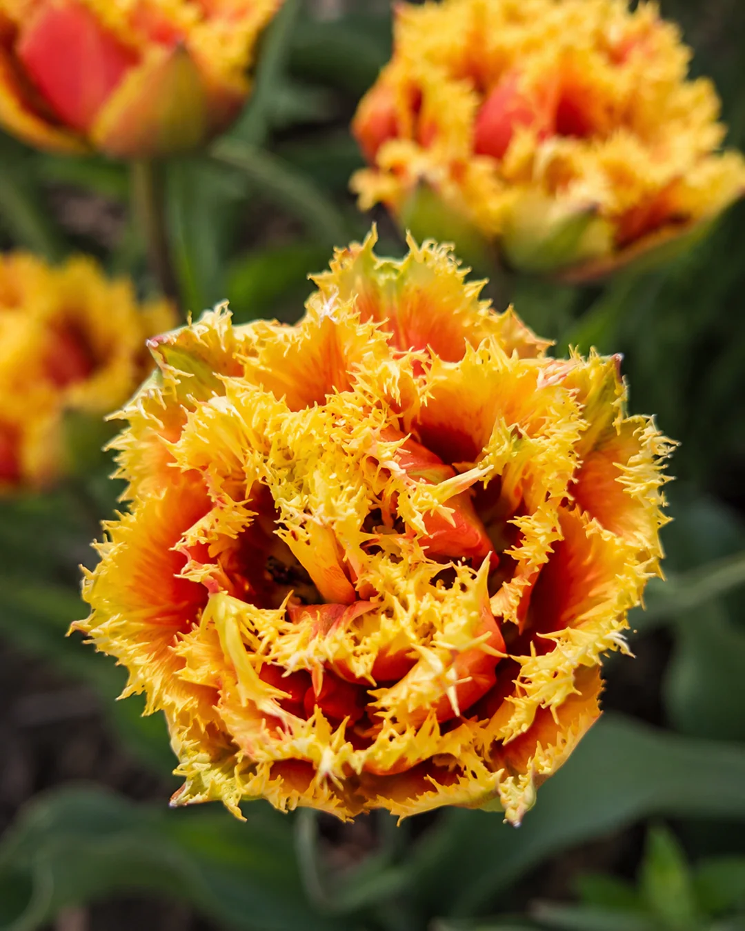Tulip 'Sunset Frill' - Image 5