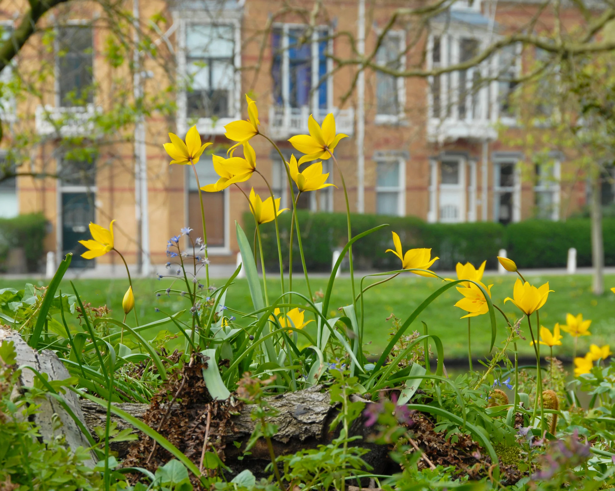 Tulip sylvestris - Image 2