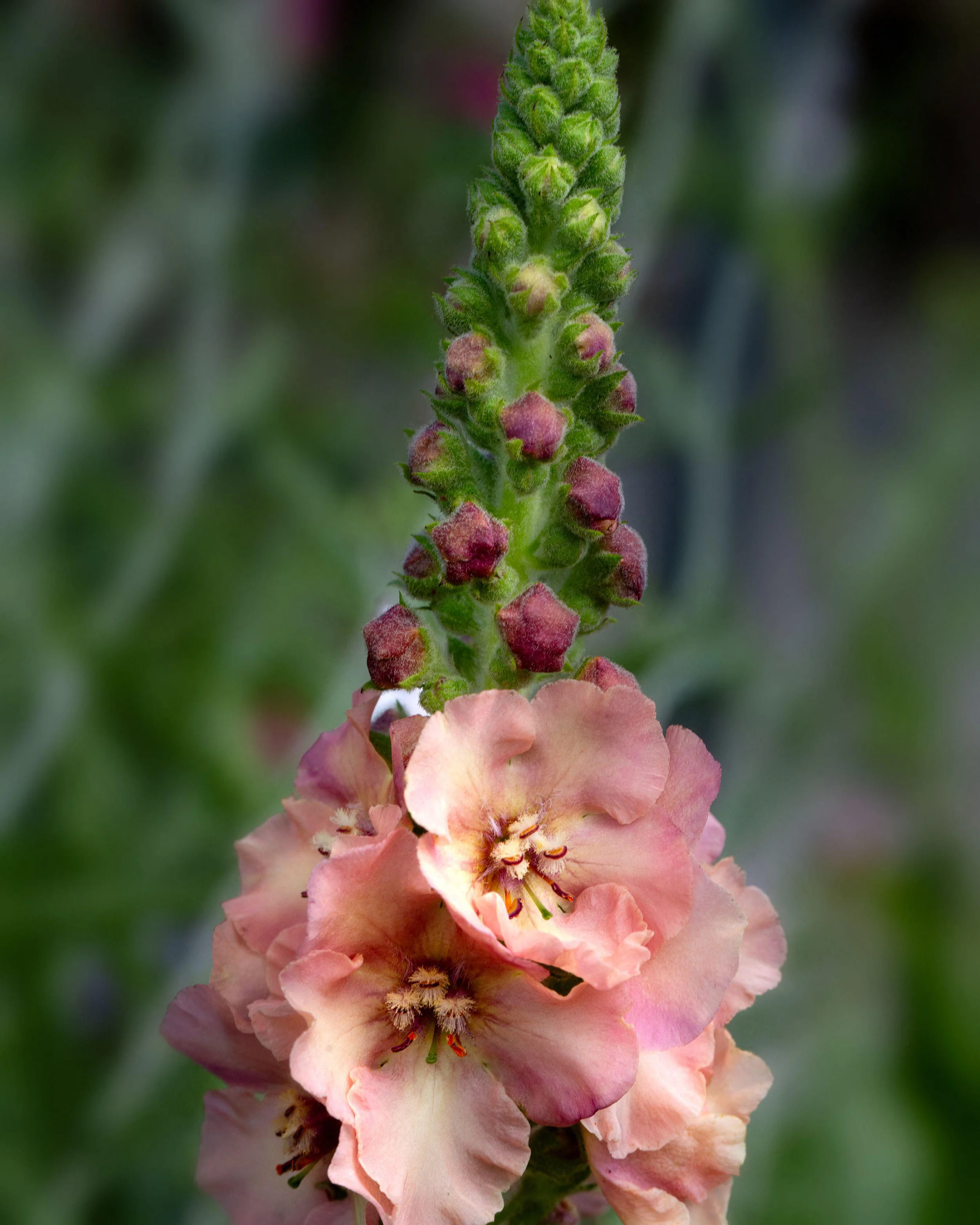 Verbascum 'Pink Petticoats' - Image 3