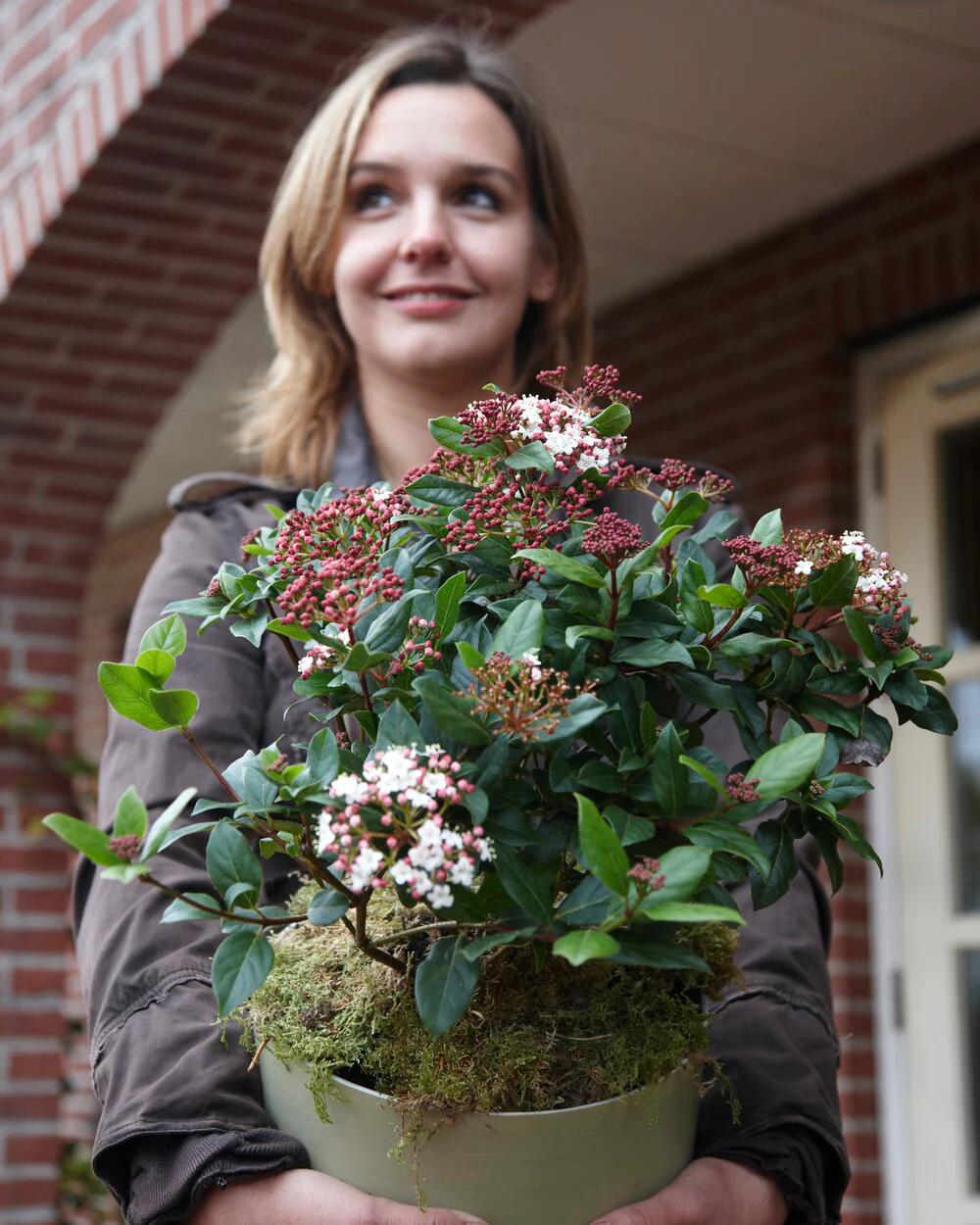 Viburnum tinus - Image 3